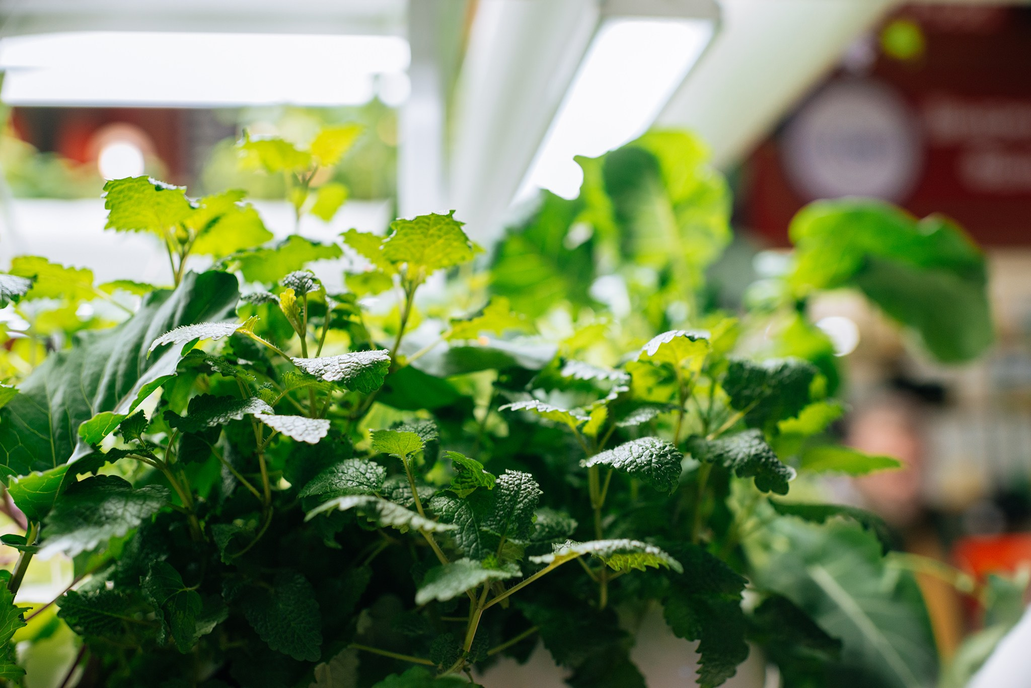 ЖИВЫЕ СПЕЦИИ. Микрозелень и Съедобные цветы. Репортажный фотограф в Санкт-Петербурге Анастасия Клёпова
