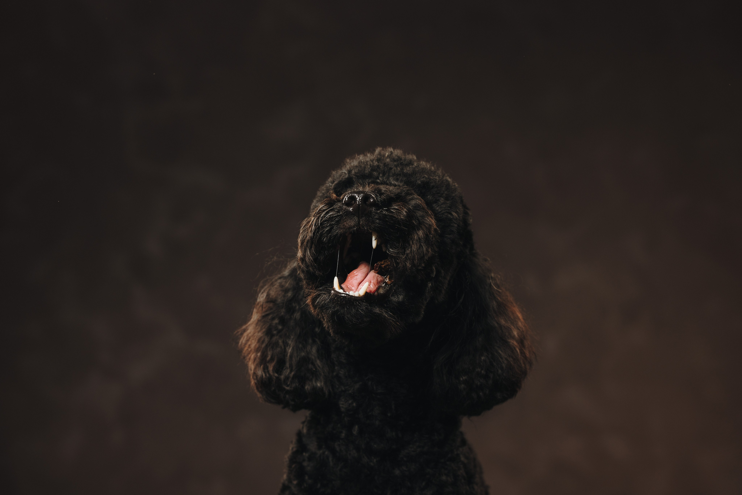 Ярослава и Туча. Фотограф анималист Осипчикова Мария