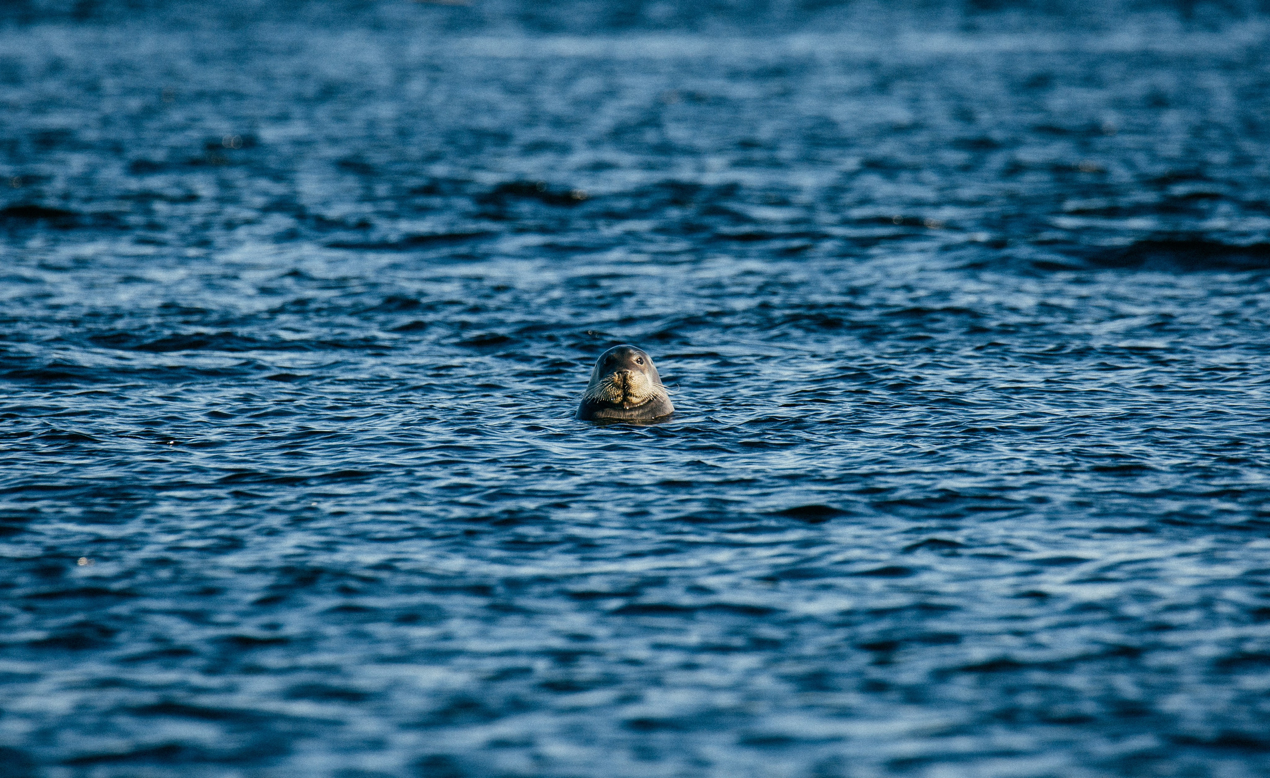 ЭТНОПАРК ГЕОГРАФИКА. Создание контента | Фото | Видеосъемка | Александр Ярков