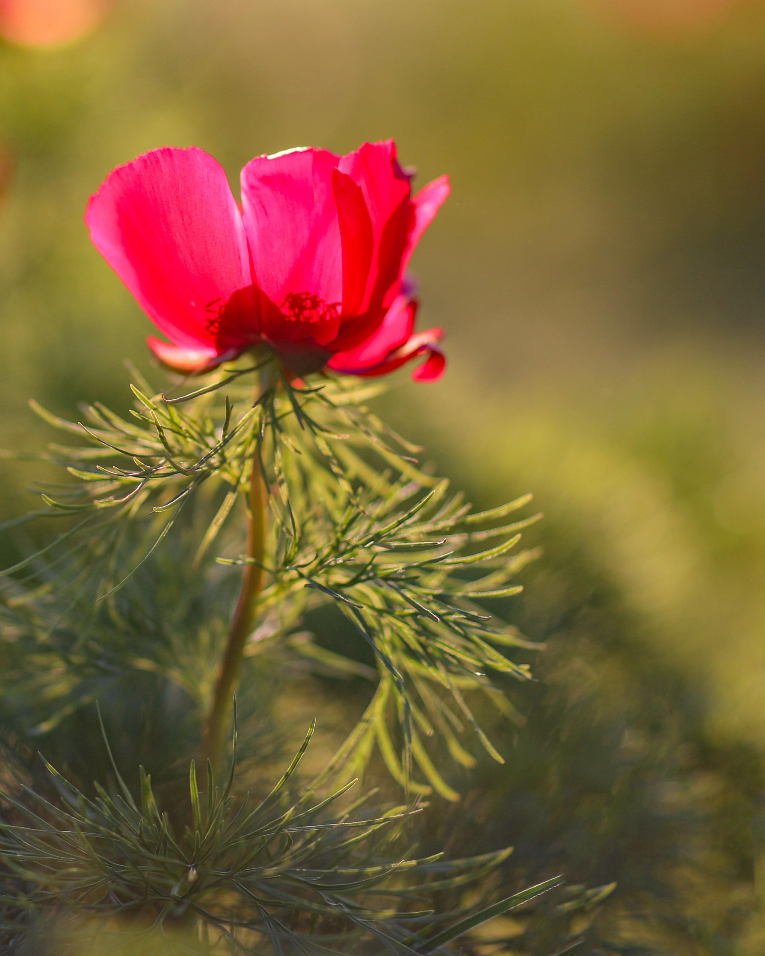 ПИОНЫ. Фотограф Севастополь/Крым Светлана Евтушенко