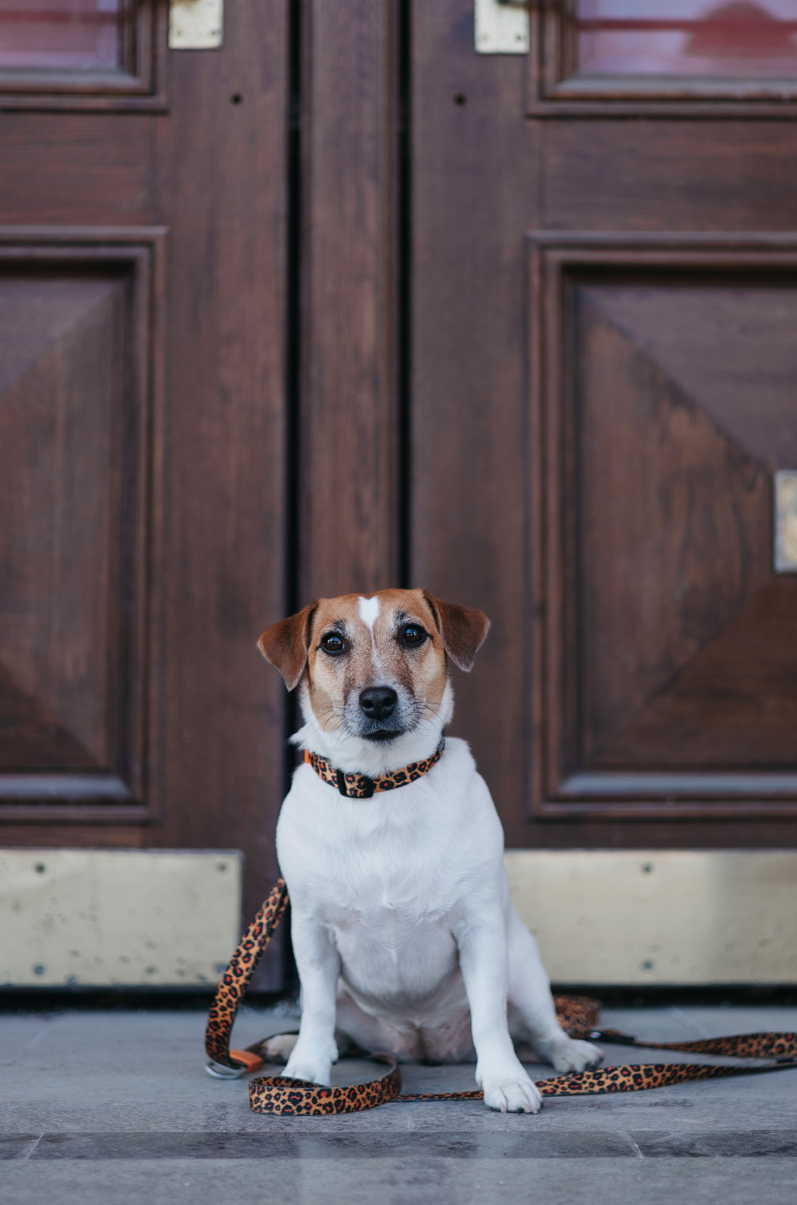 Таня и Пегги. Фотограф животных Евгения Верцинская