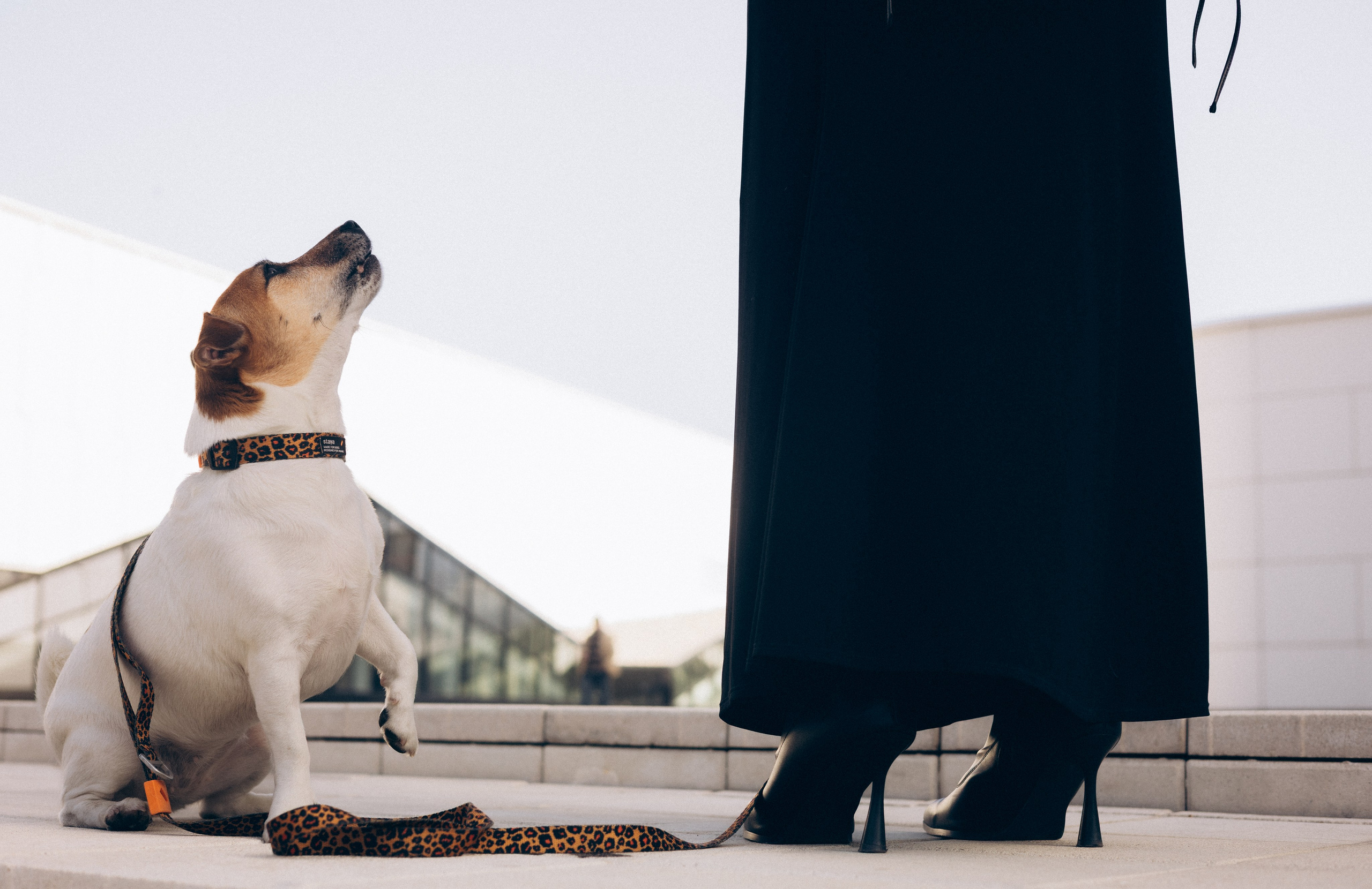 Таня и Пегги. Фотограф животных Евгения Верцинская