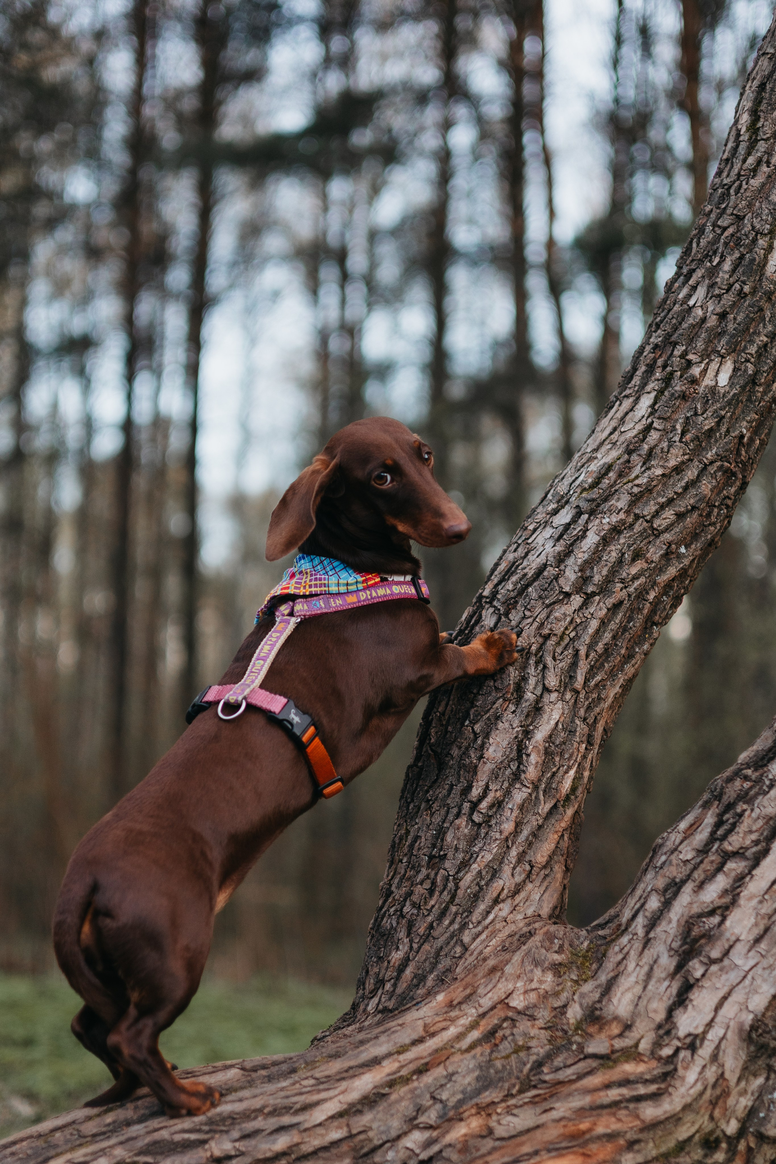 Наталья и Ялта. Фотограф животных Евгения Верцинская