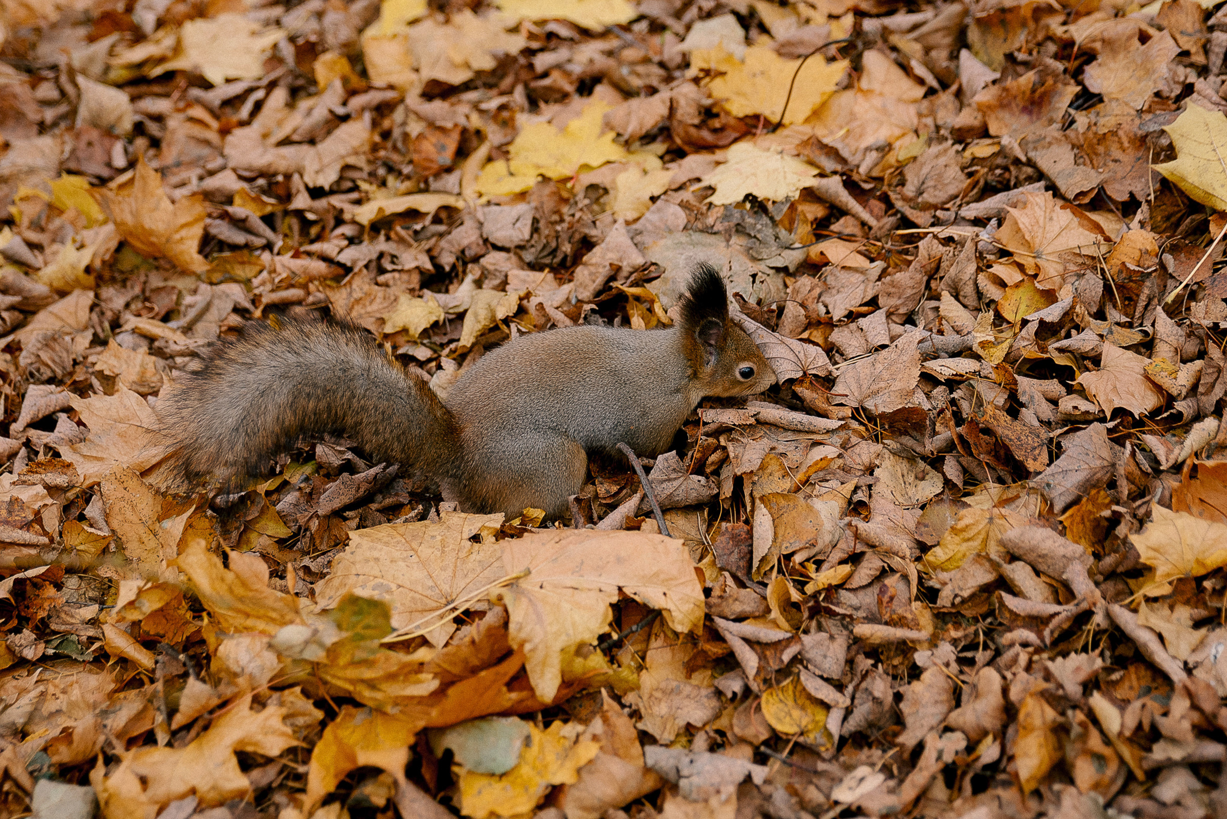 Костя & Юля (свадебная). Семейный и свадебный фотограф Sofi Neya