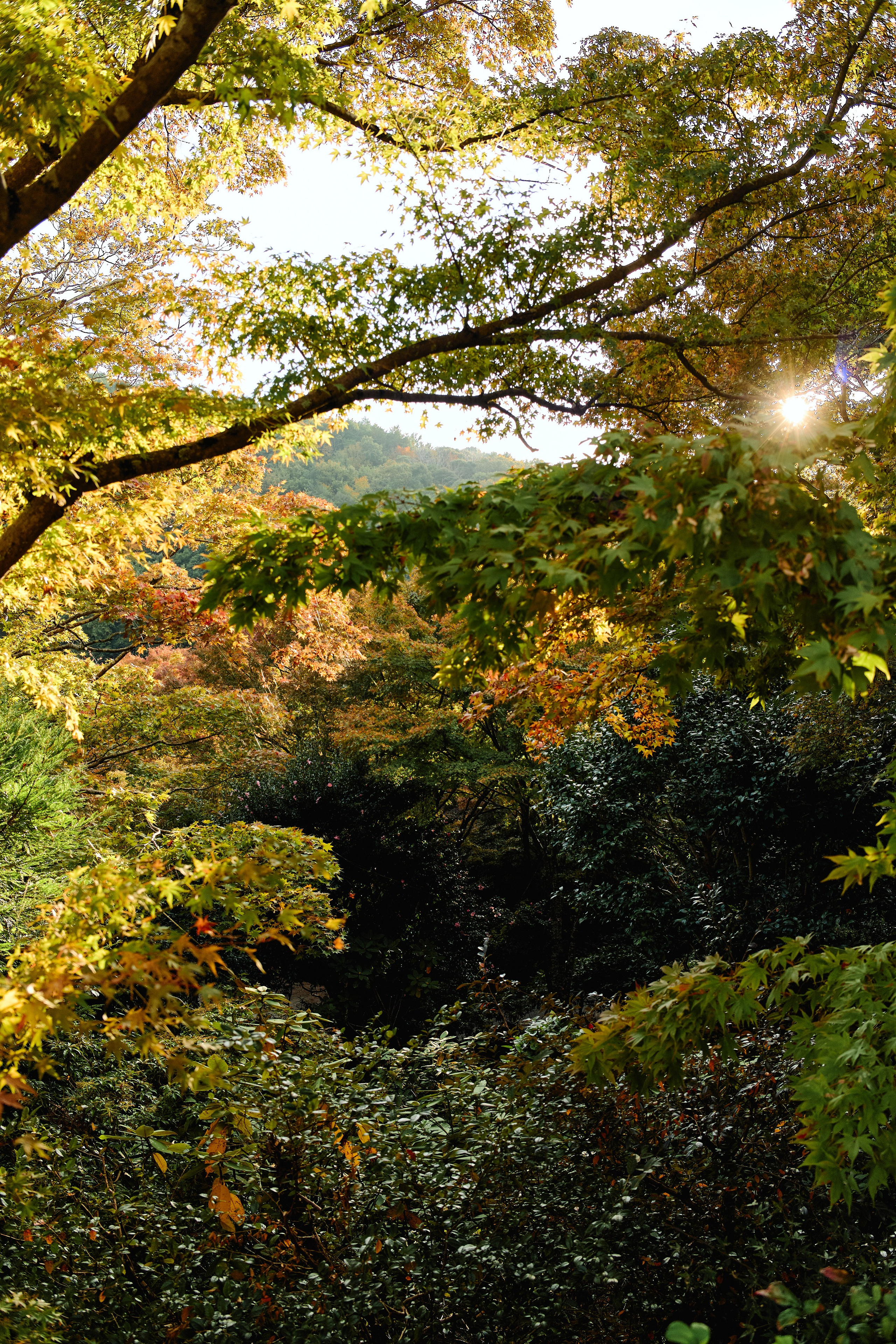 Япония. Профессиональный Фотограф во Владимире, в Москве и в Суздале — Полина Романычева