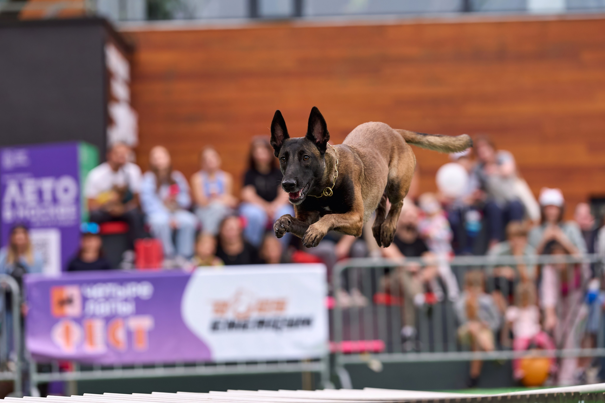 4 лапы Фест. Многоборье. Фотограф-анималист Михаил Манухин