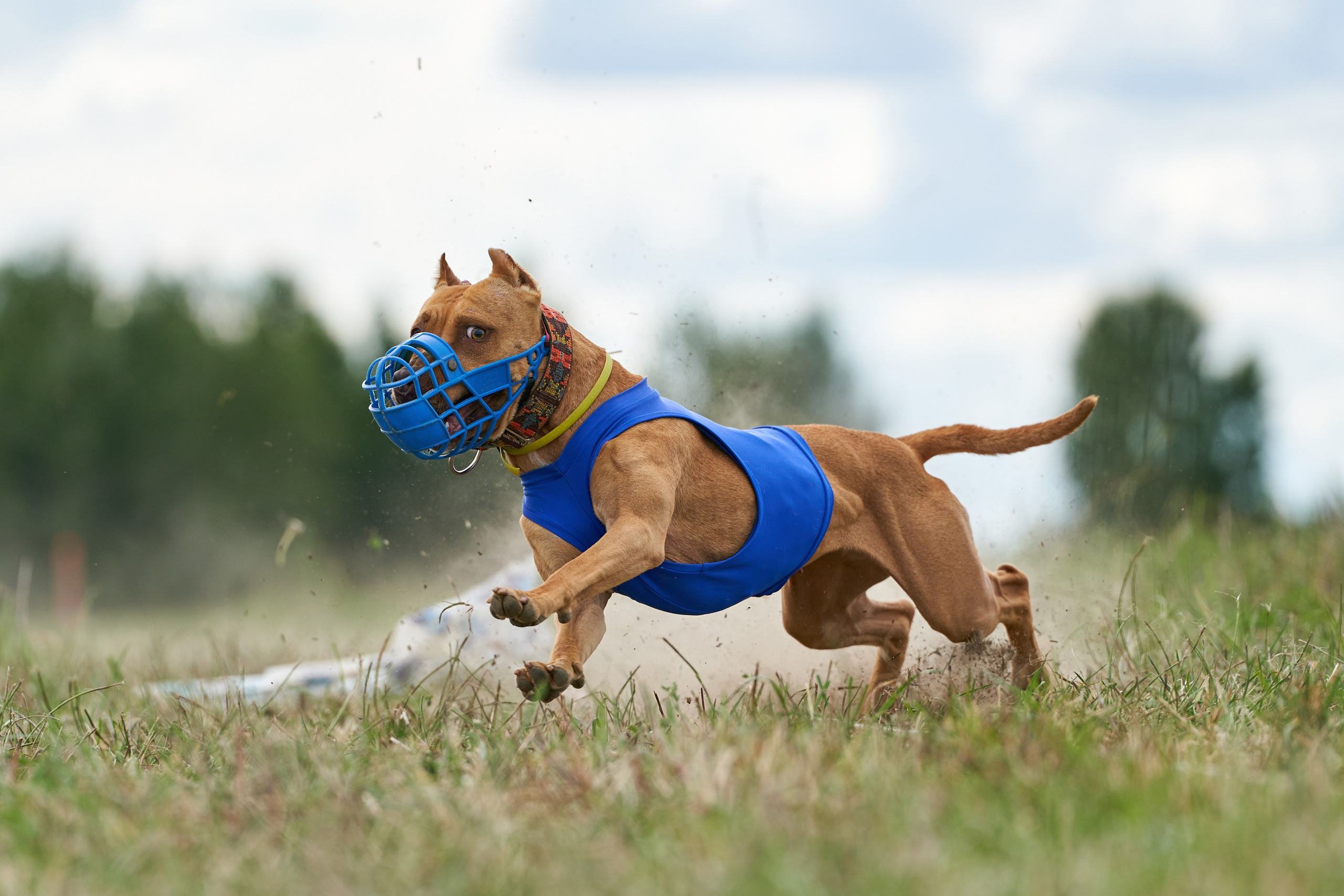 Репортажная съемка. Фотограф-анималист Михаил Манухин