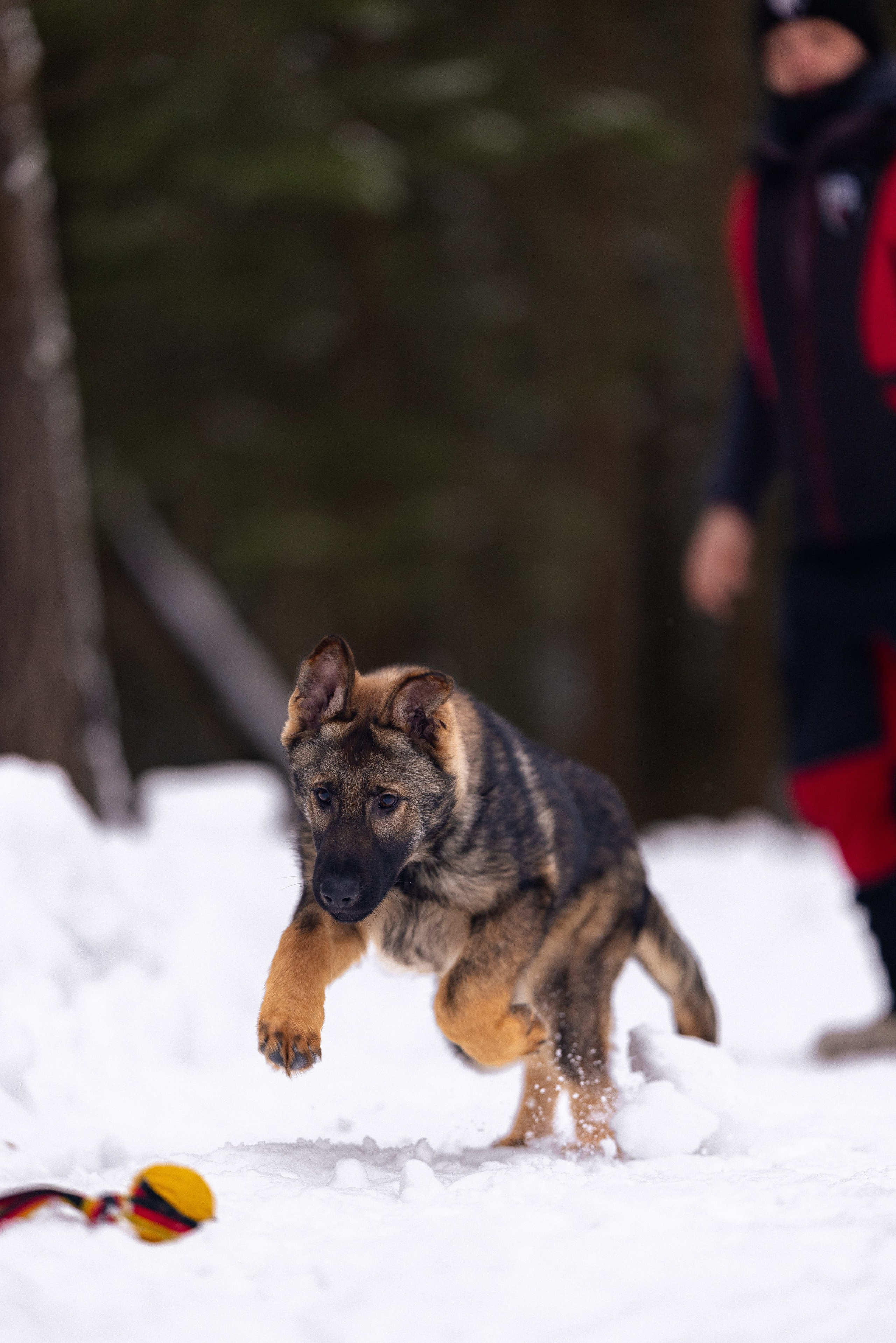 Немецкая овчарка. Фотограф и видеограф анималист Аганина Дарья
