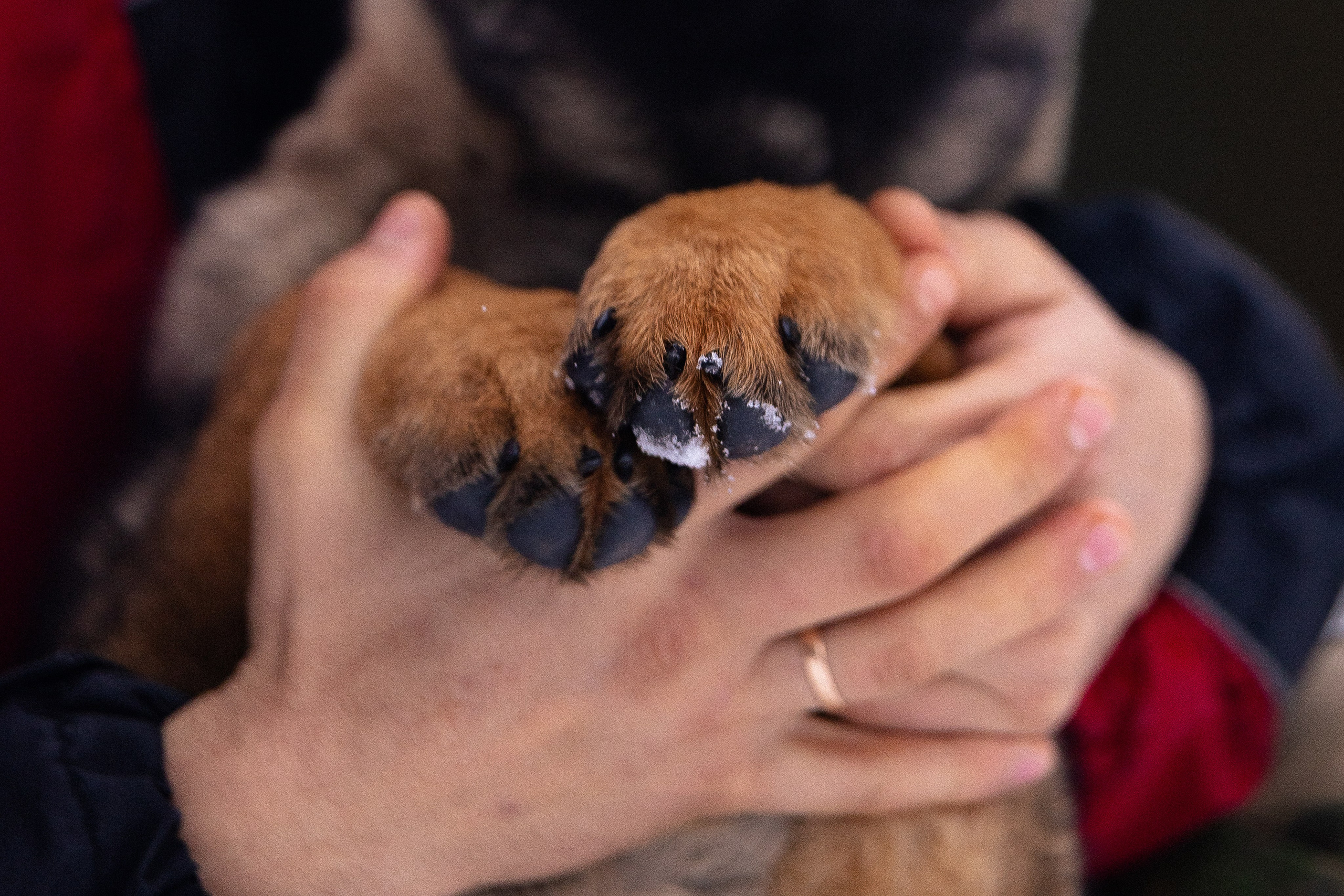 Немецкая овчарка. Фотограф и видеограф анималист Аганина Дарья