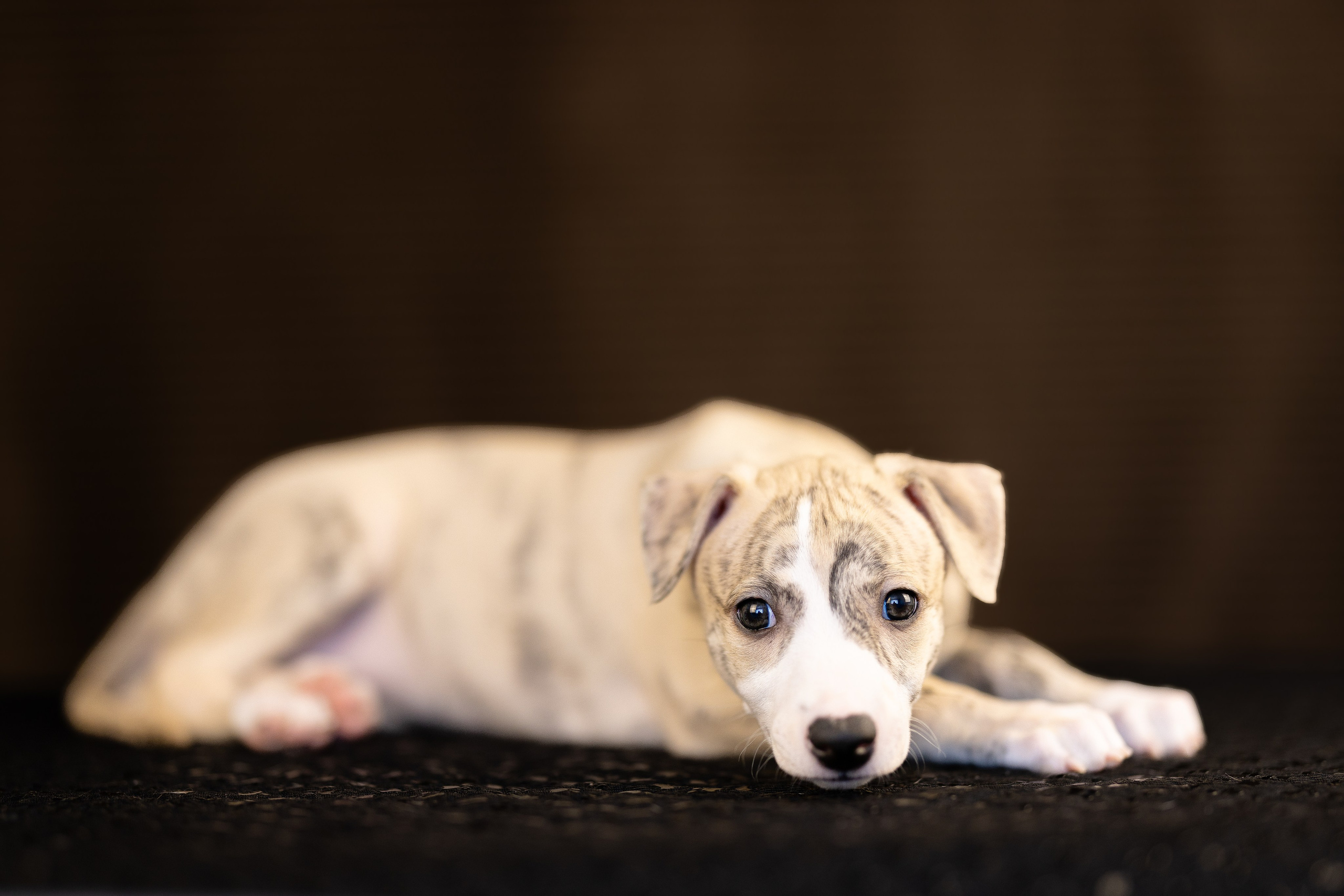 Уиппет. Фотограф и видеограф анималист Аганина Дарья