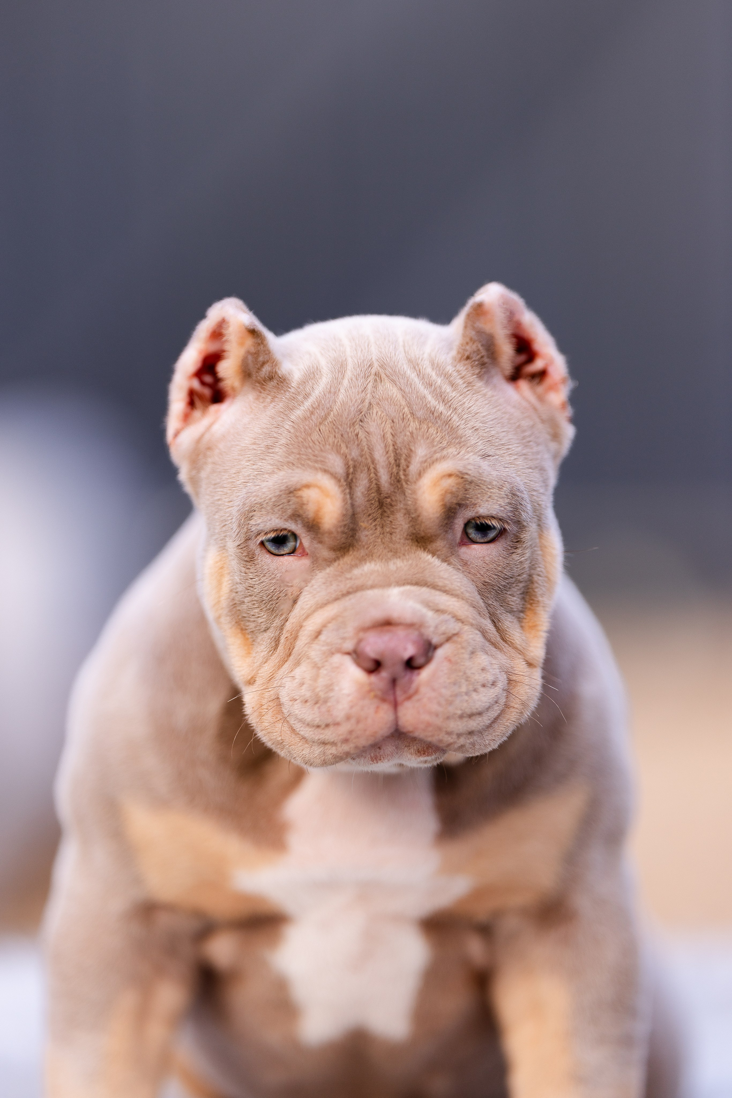 Булли. Фотограф и видеограф анималист Аганина Дарья