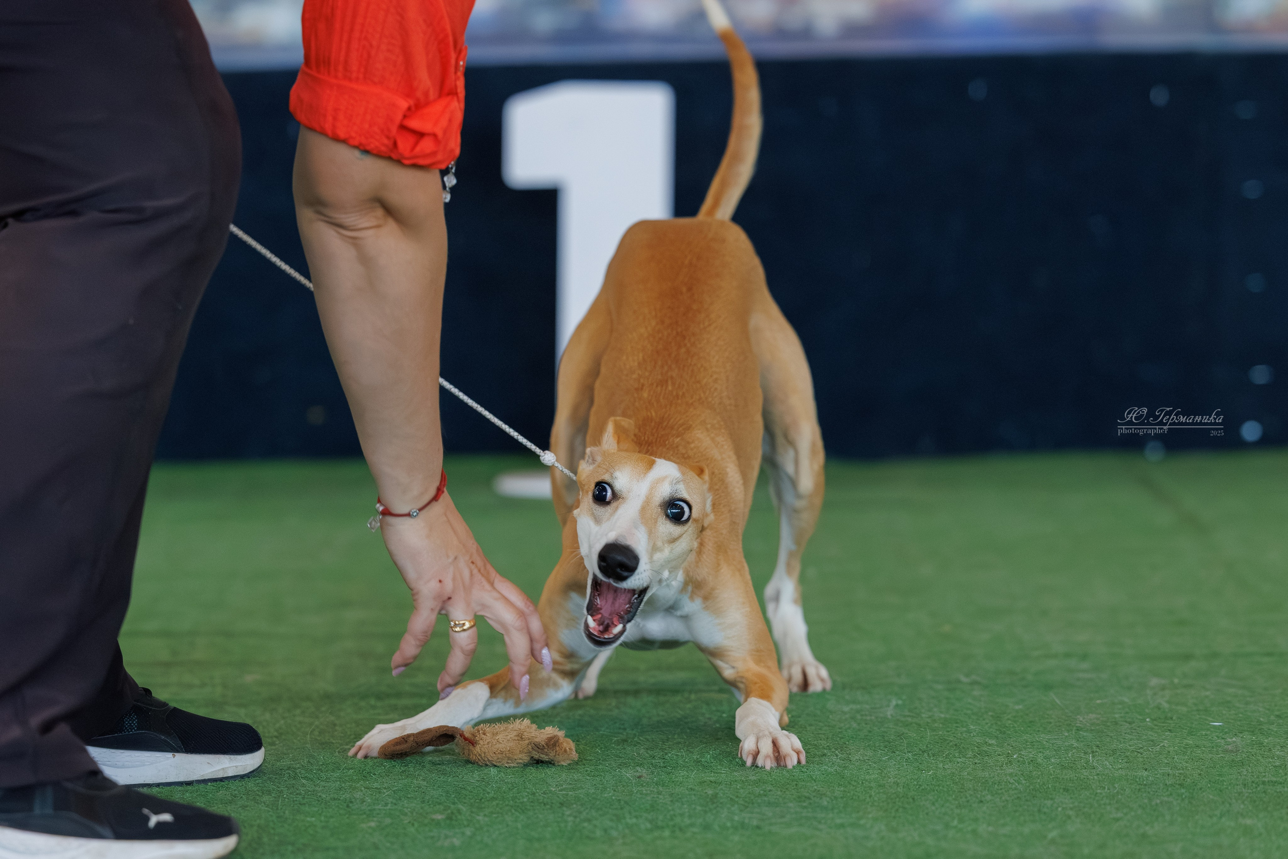 Батуми 3хCACIB 27-29.06.2025. Фотограф-анималист Юлия Германика