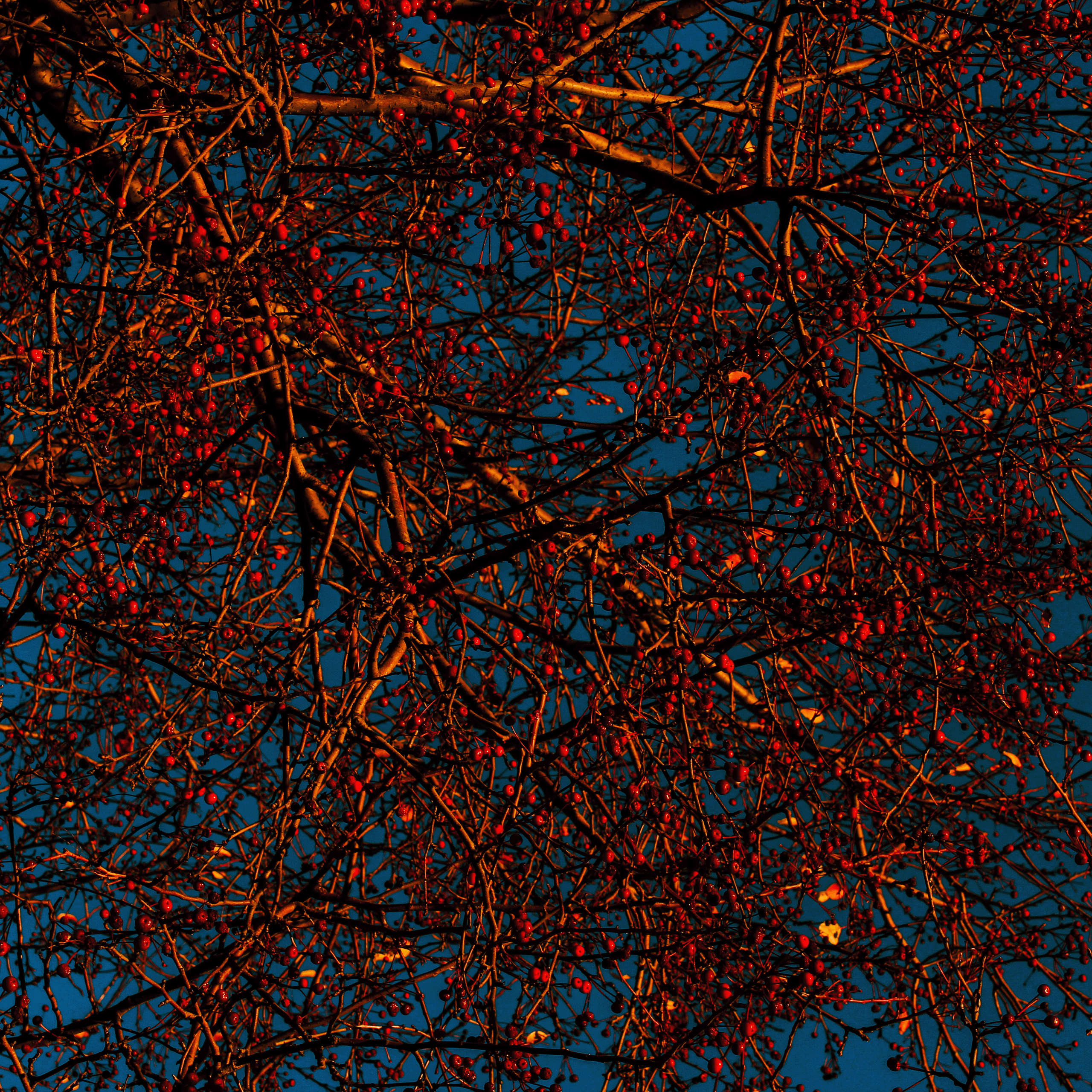 Shades of autumn. Фотограф/дизайнер в Екатеринбурге Хитрый Дмитрий