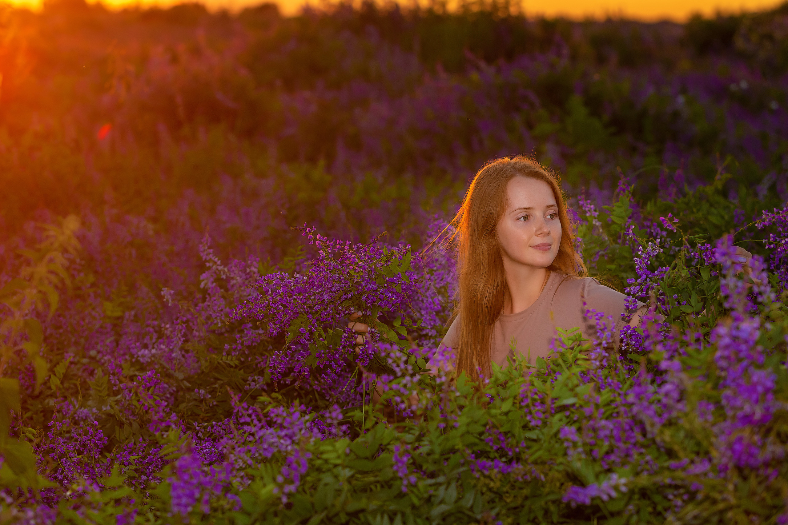 Люпины. Фотограф Павел Шрайбикус