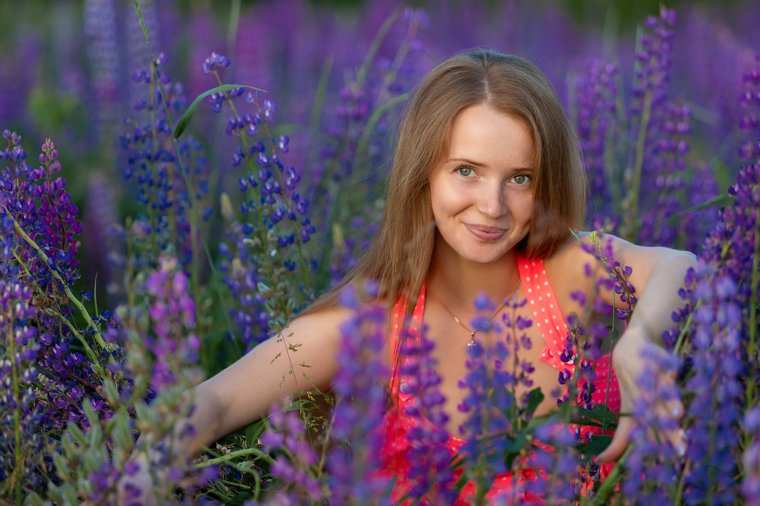 Люпины. Фотограф Павел Шрайбикус