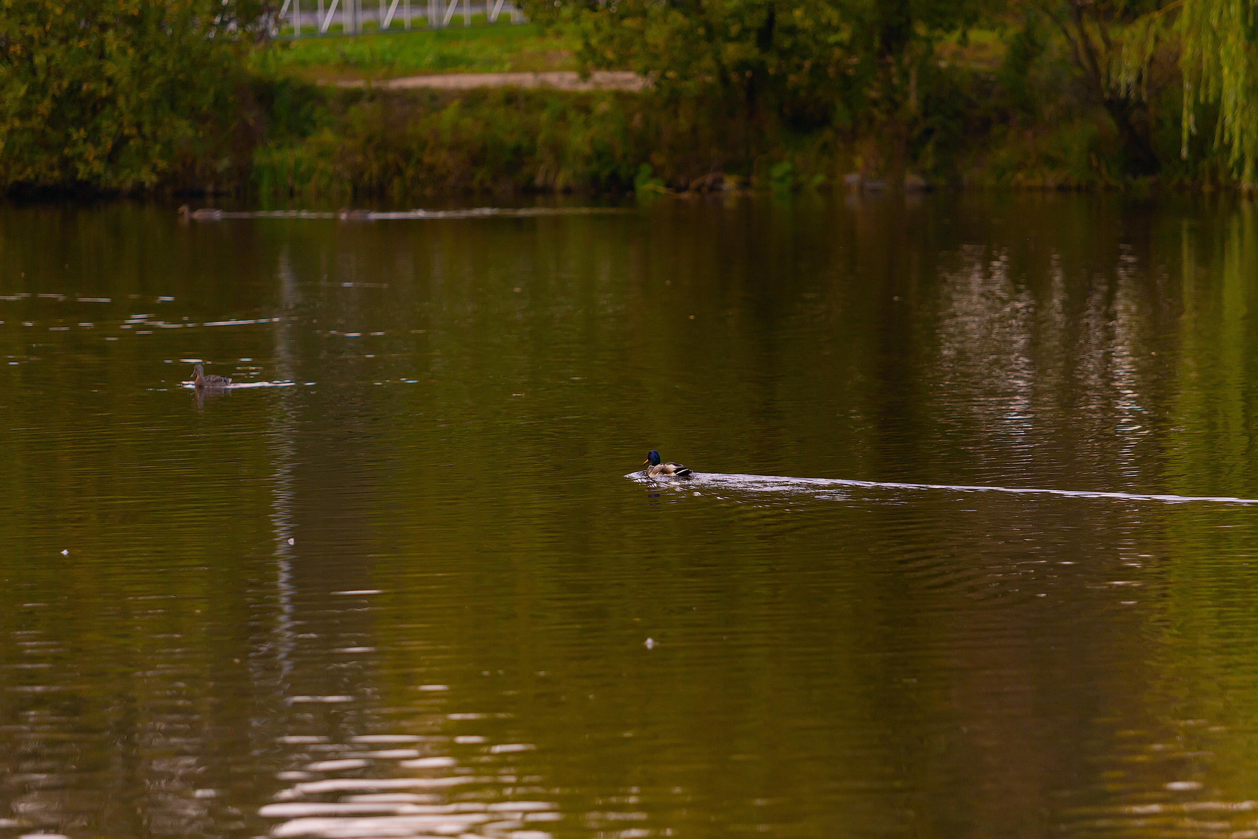 LoveStory. Фотограф Павел Шрайбикус