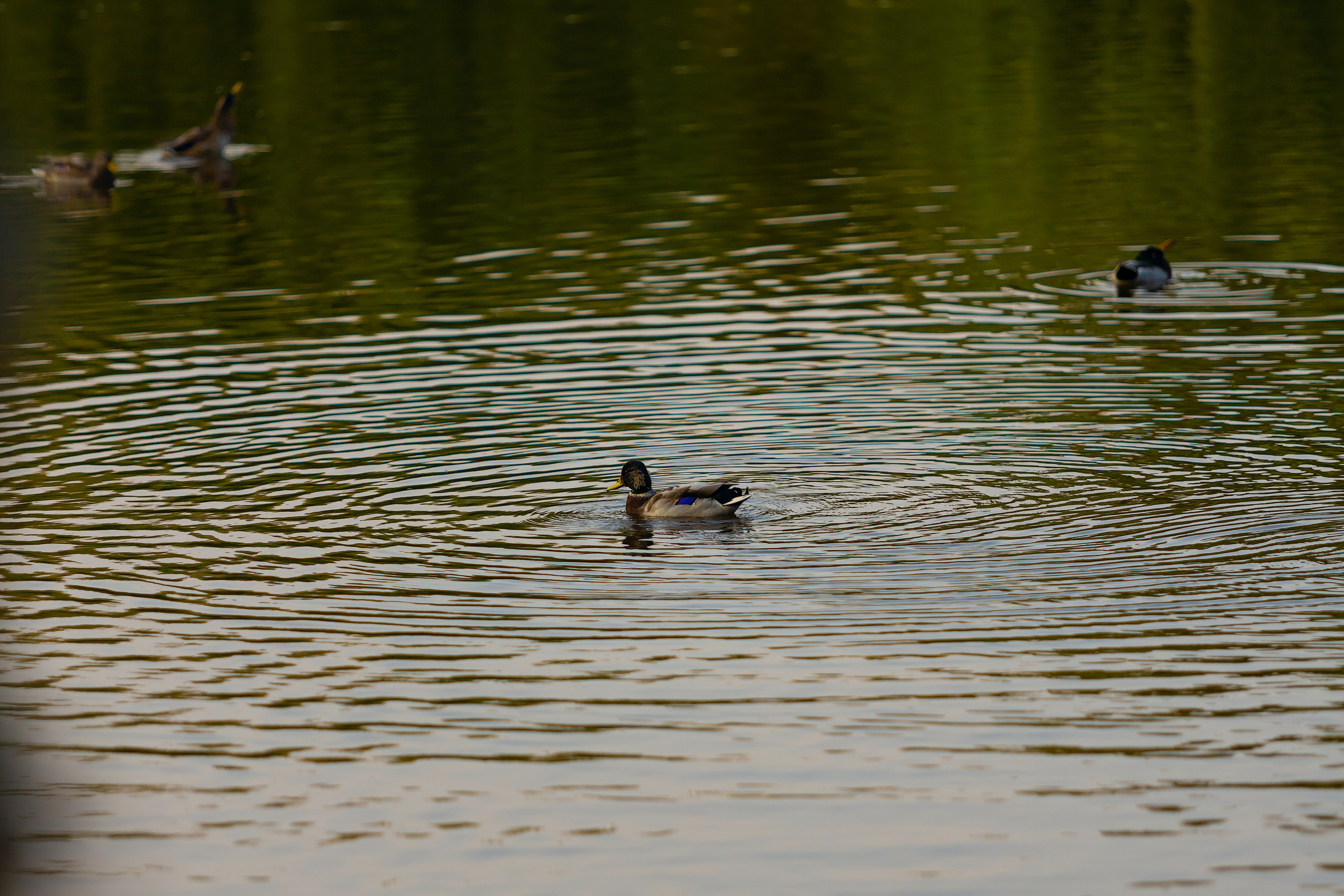 LoveStory. Фотограф Павел Шрайбикус