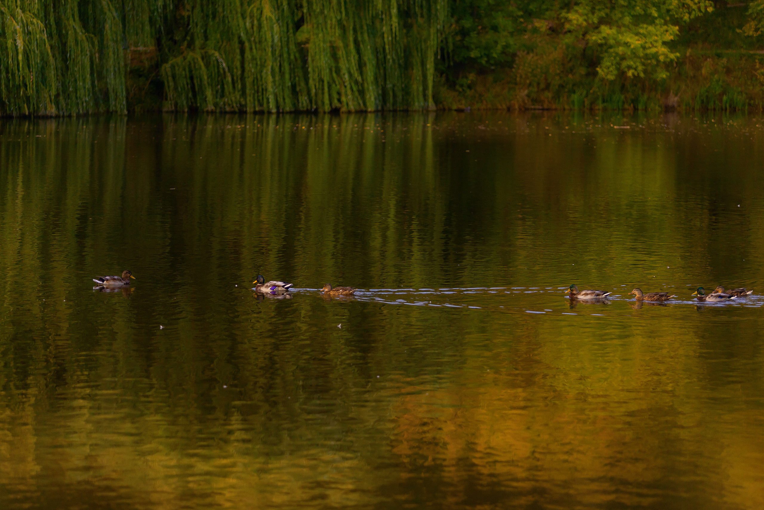 LoveStory. Фотограф Павел Шрайбикус