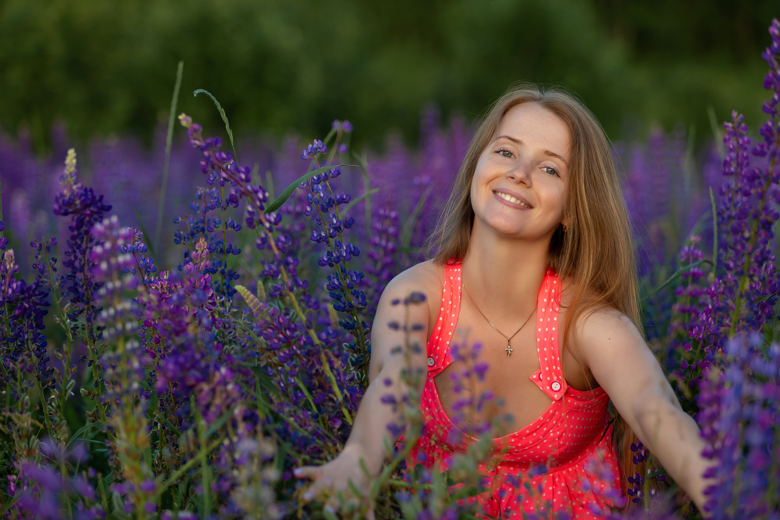 Люпины. Фотограф Павел Шрайбикус