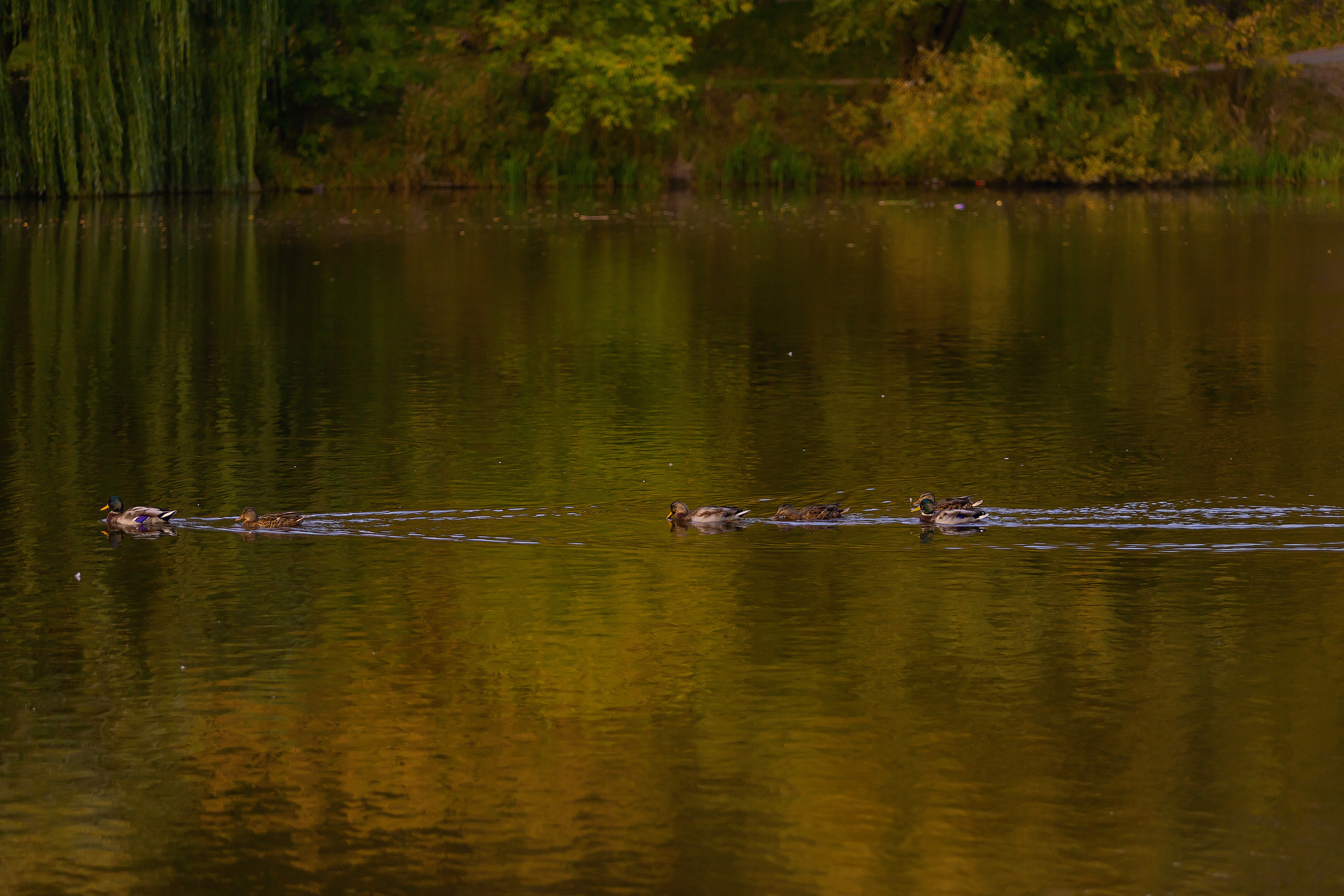 LoveStory. Фотограф Павел Шрайбикус