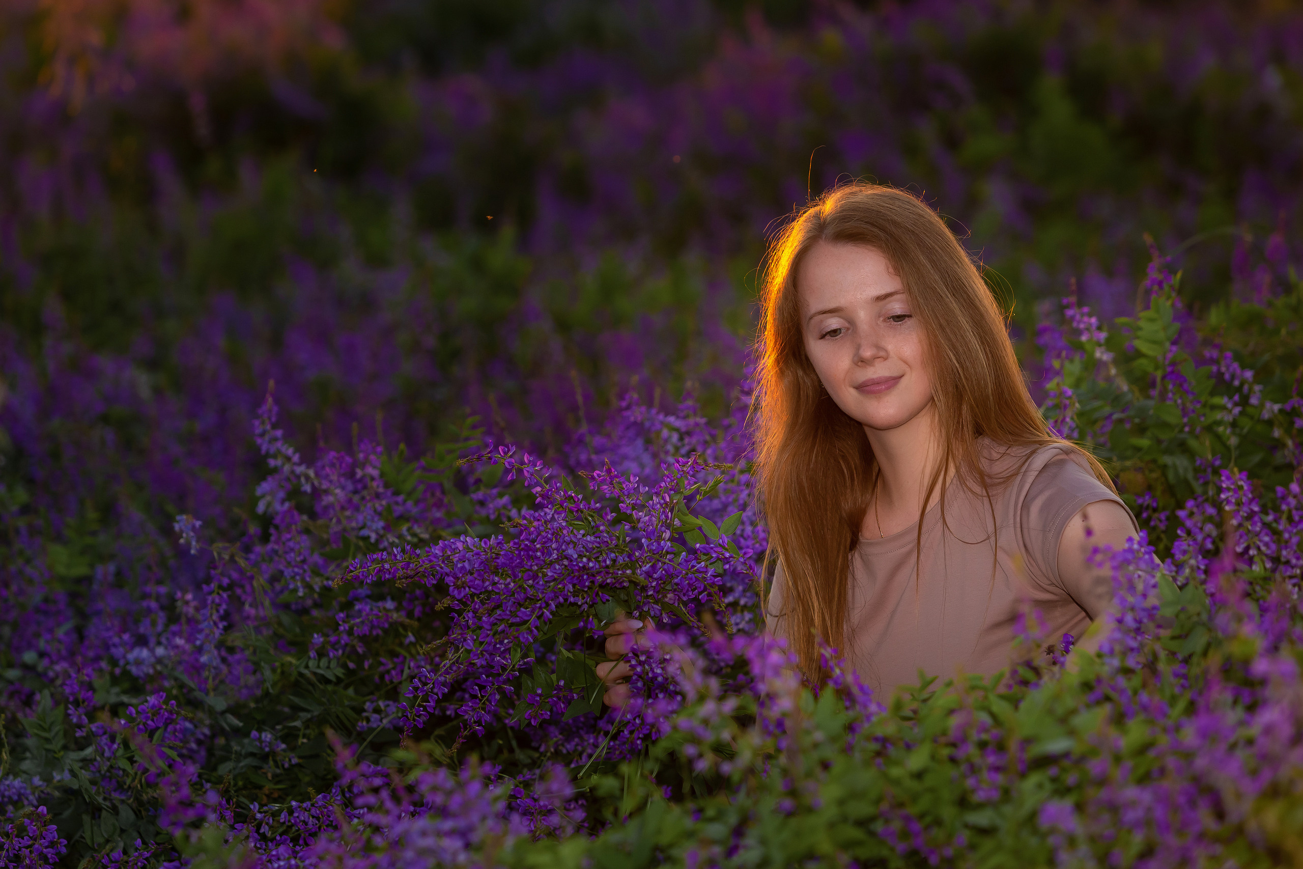 Люпины. Фотограф Павел Шрайбикус