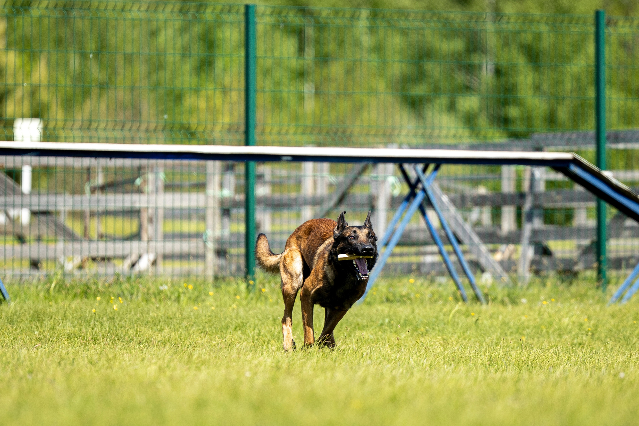 Испытания по мондьорингу в Нижнем Новгороде. Фотограф-анималист Анна Маринич