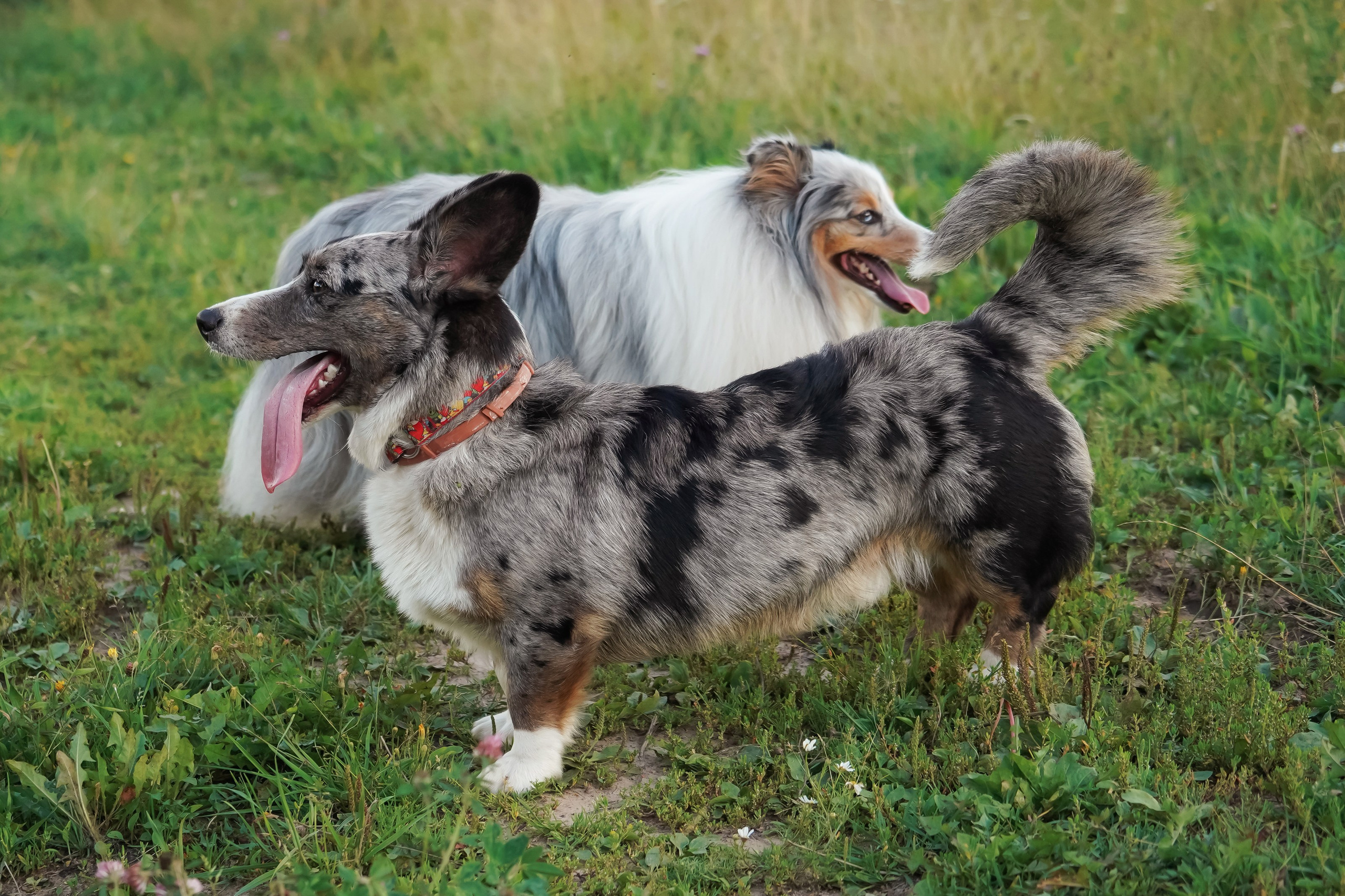 Прогулки. Фотограф-анималист, портретный фотограф в Чебоксарах Мария Садыкова
