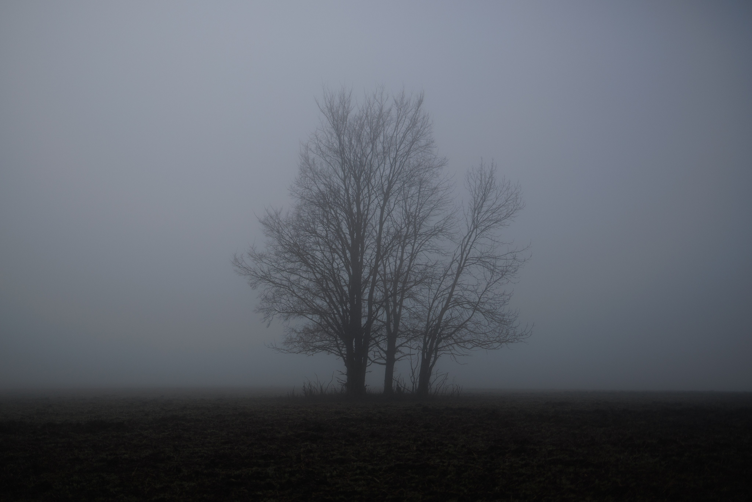 В туманном лесу. Семейный фотограф в Белгороде