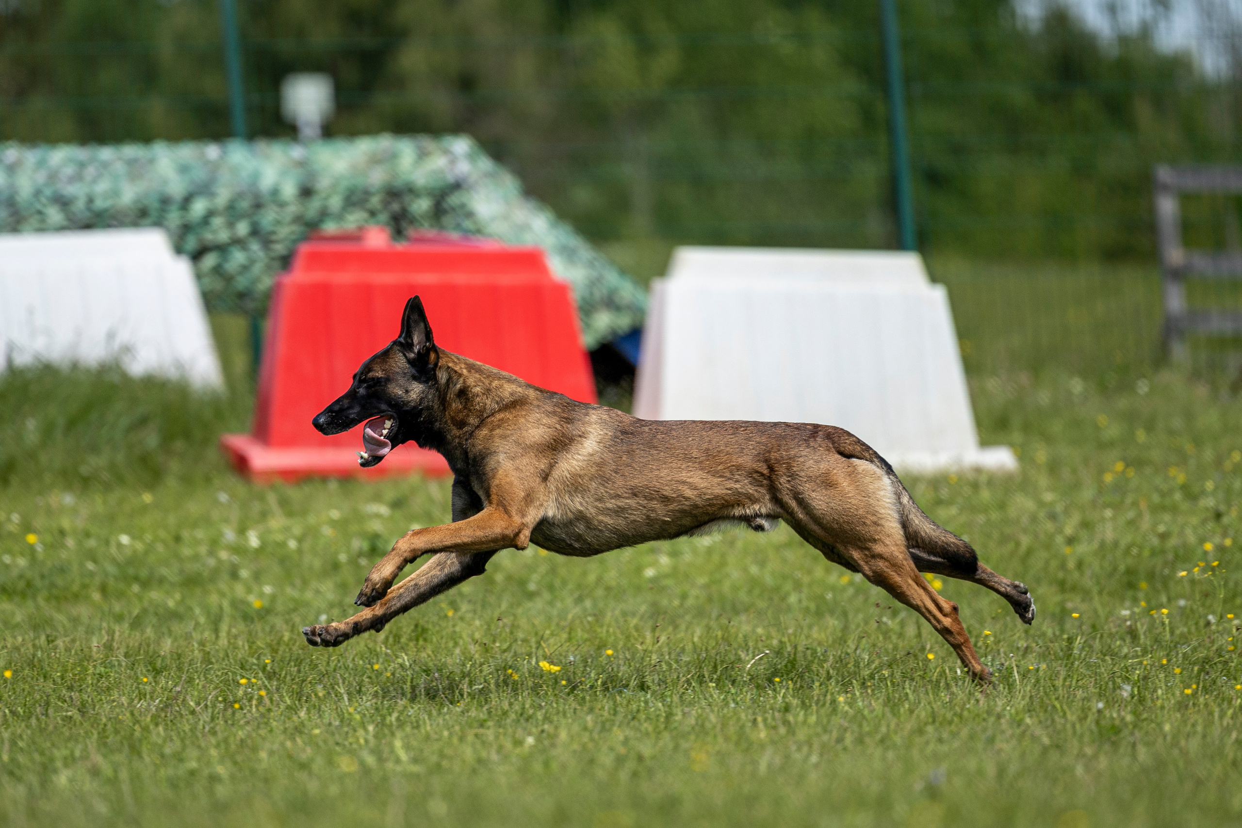 Испытания по мондьорингу в Нижнем Новгороде. Фотограф-анималист Анна Маринич