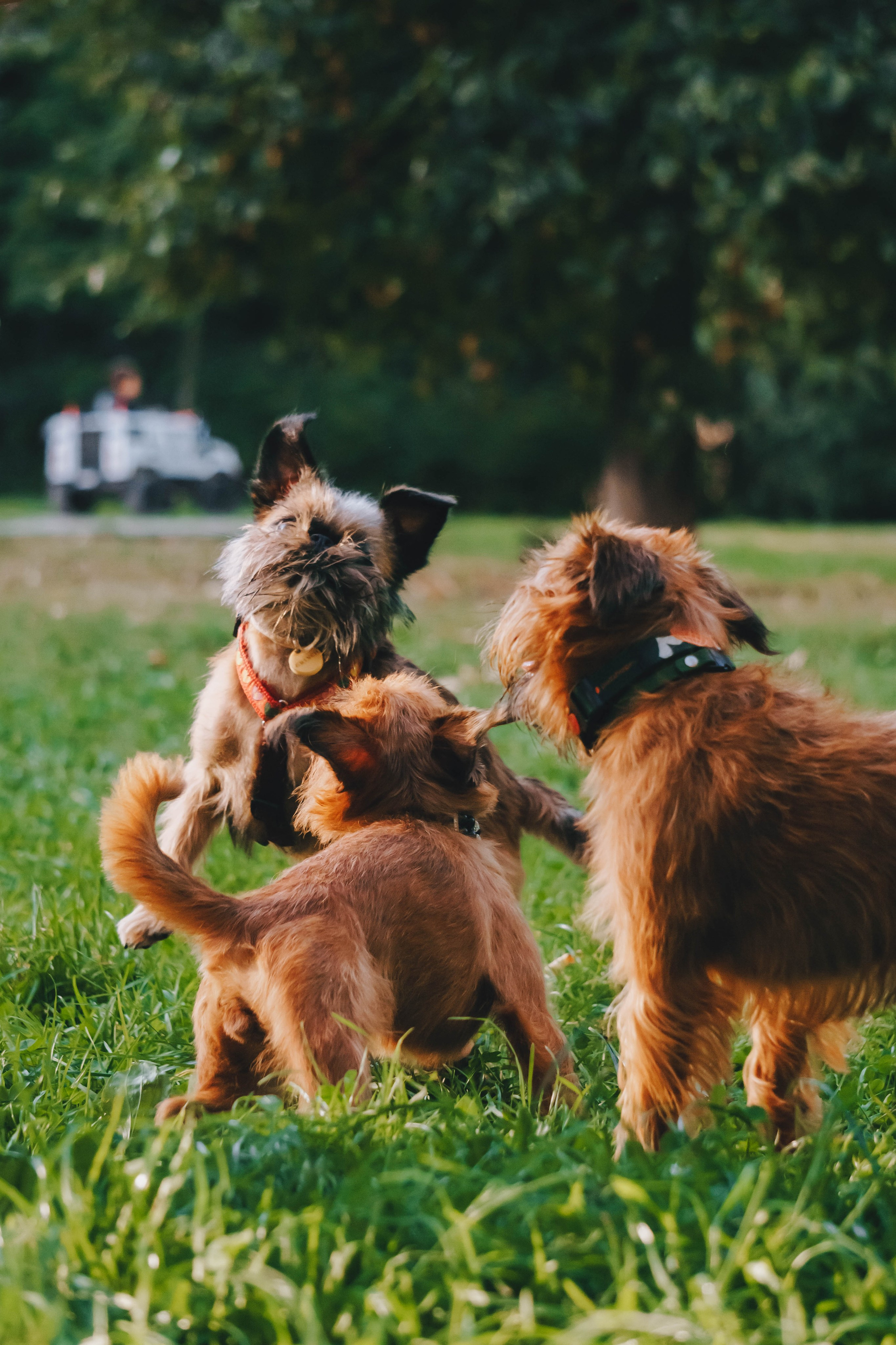 Мини-туса гриффоны и брабансоны. Фотограф-анималист Ксения Воробьева, Москва