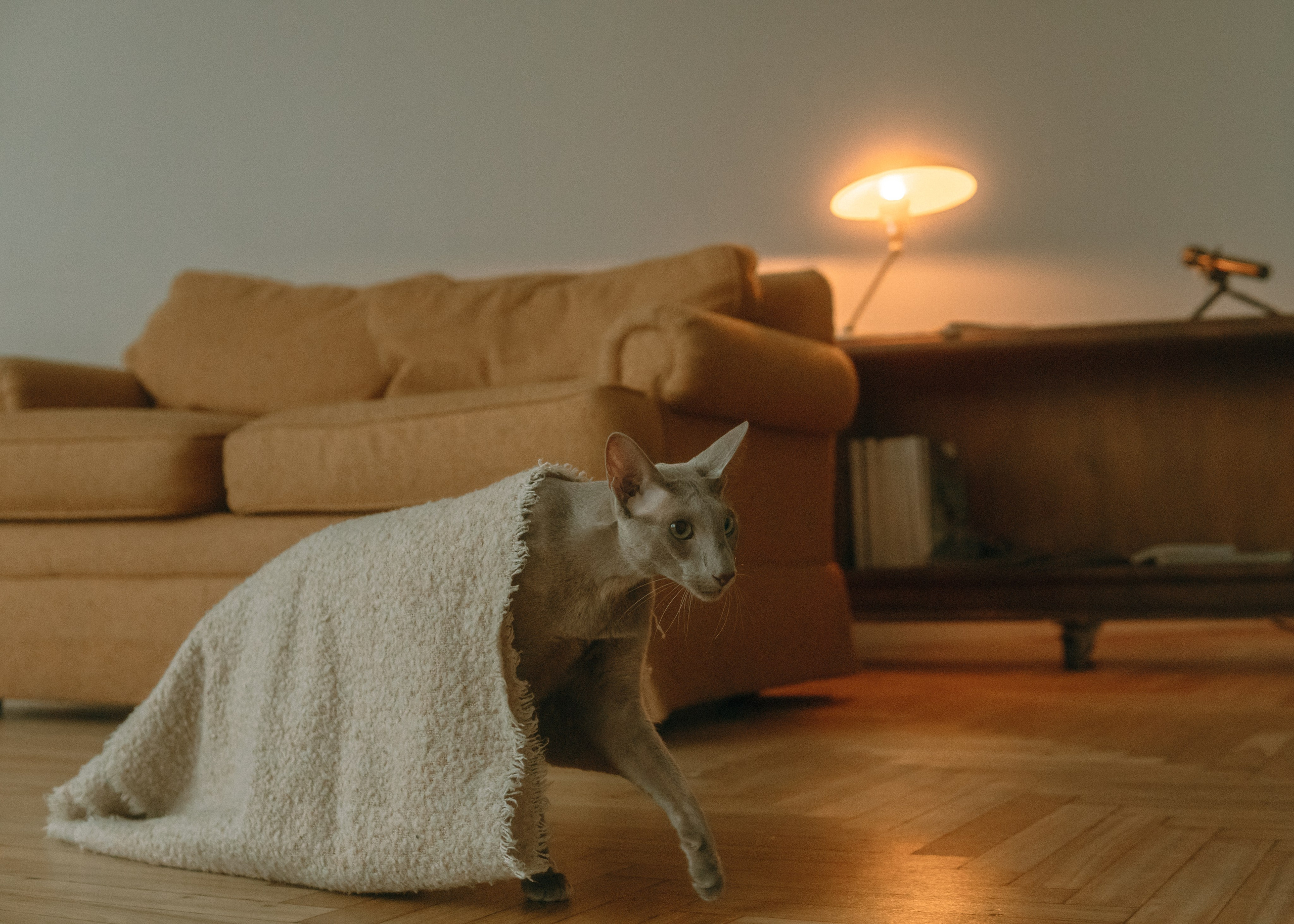 Амина, Булат и Орион. Фотограф-анималист Ксения Воробьева, Москва