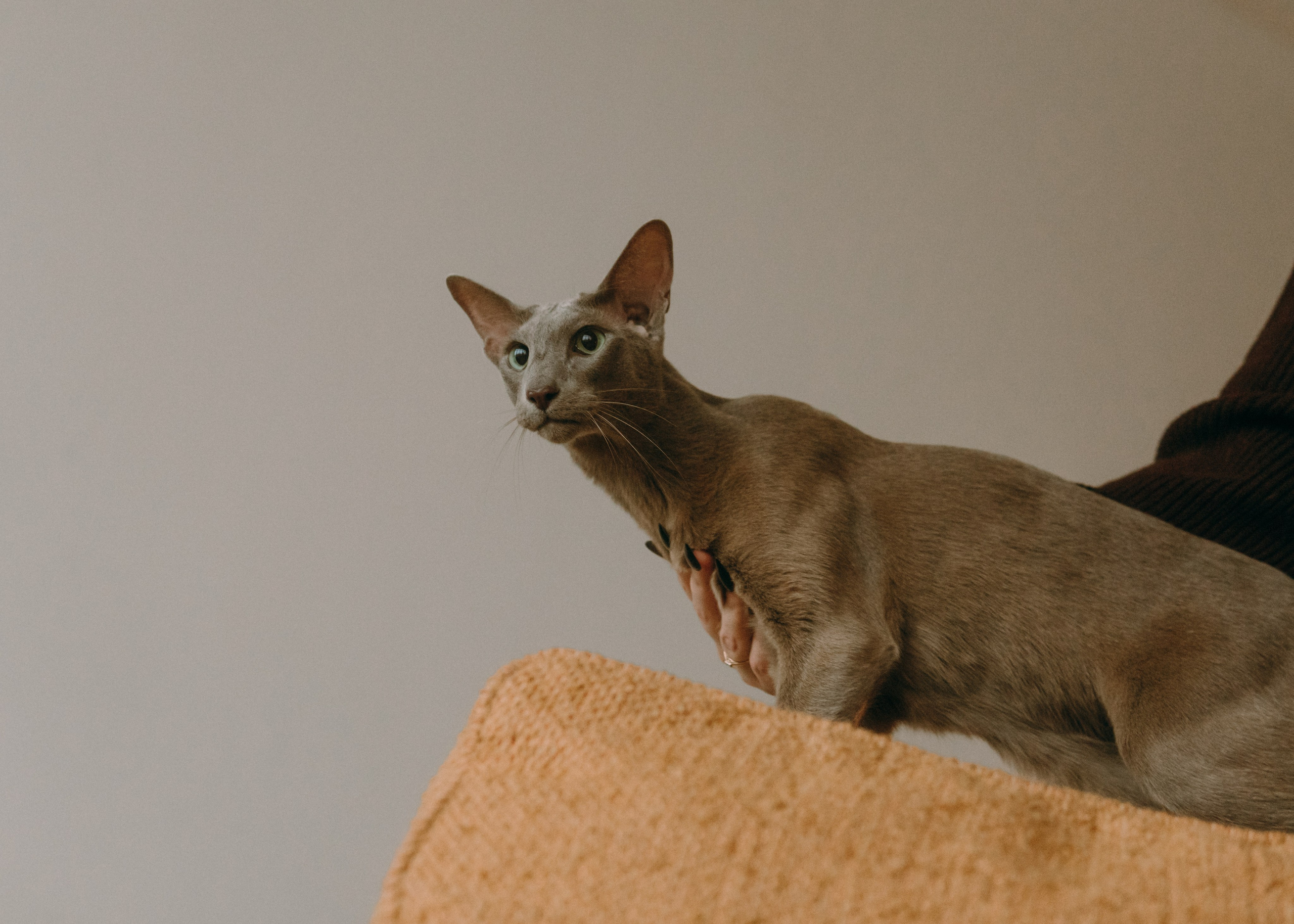 Амина, Булат и Орион. Фотограф-анималист Ксения Воробьева, Москва