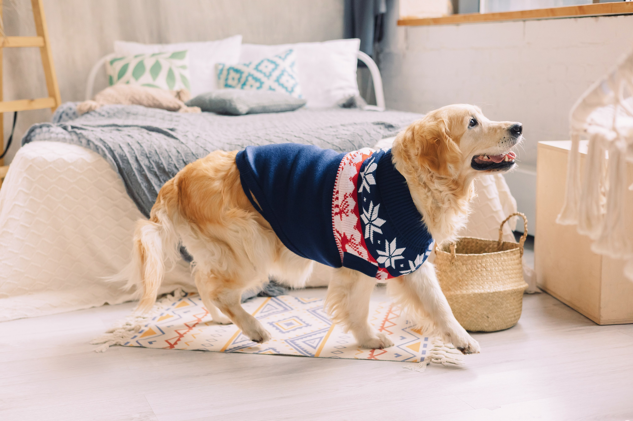 Магазин Friend of mine. Фотограф-анималист Елена Радченко, Москва