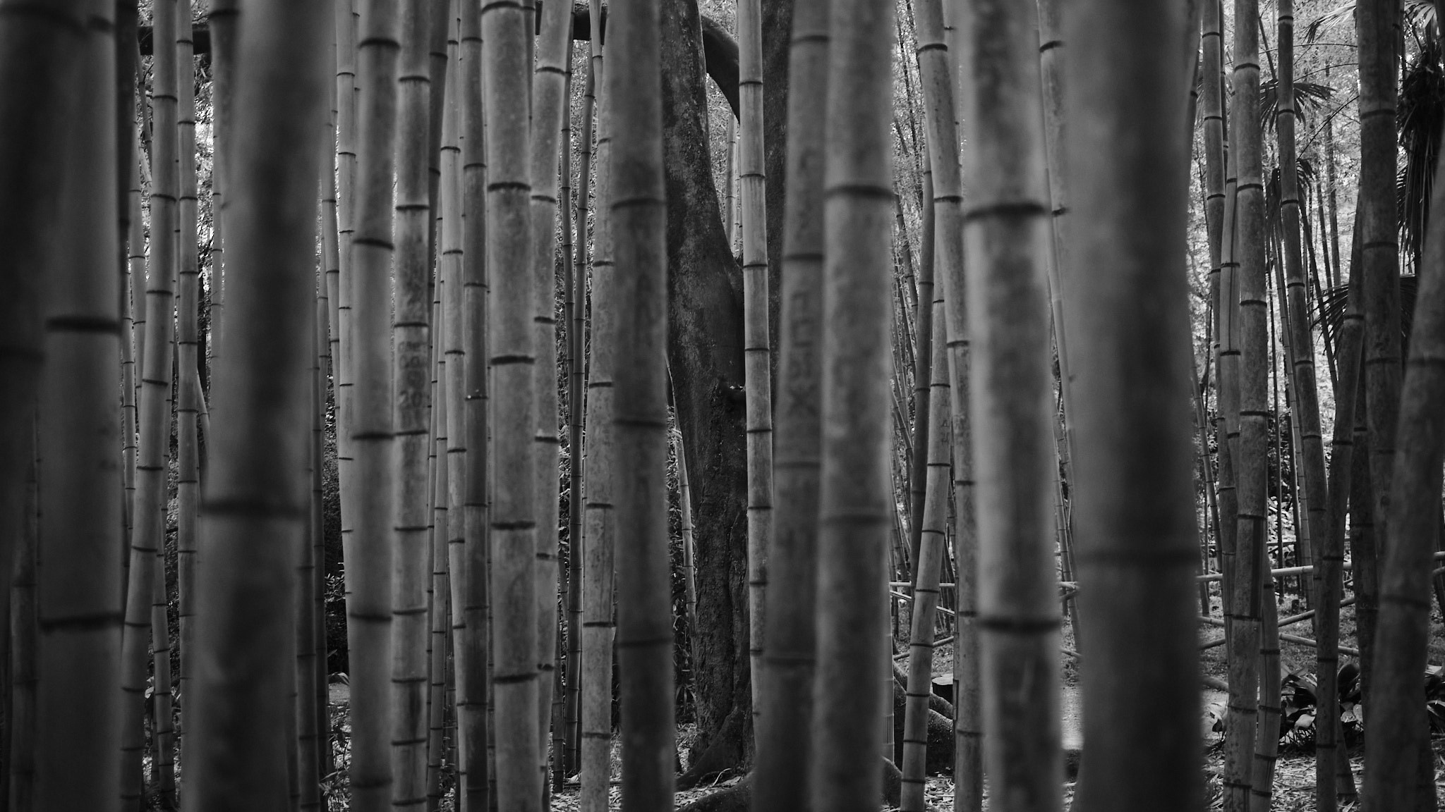 Фотограф Владимир Кононенко