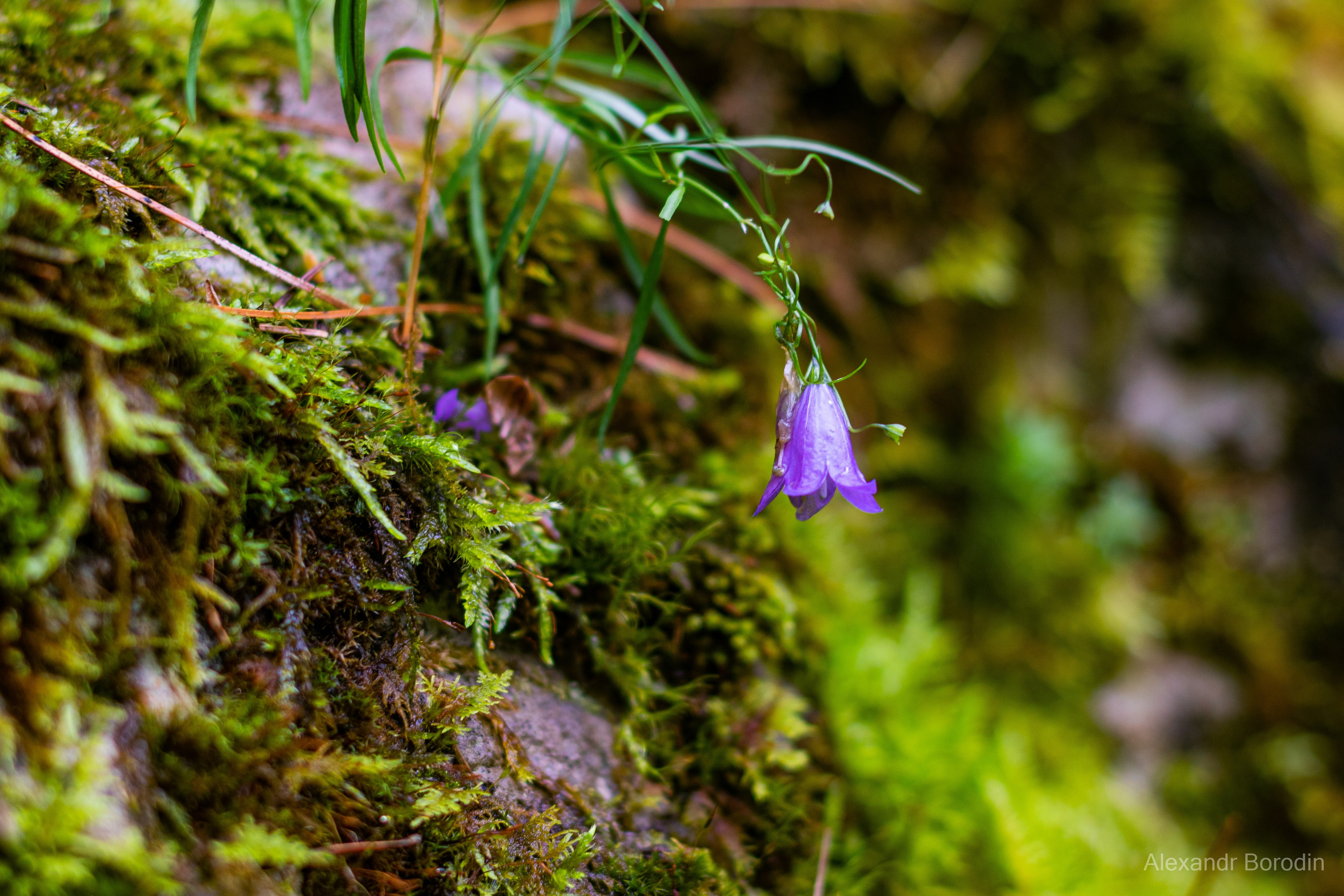 Пейзажи. Профессиональный фотограф Александр Бородин