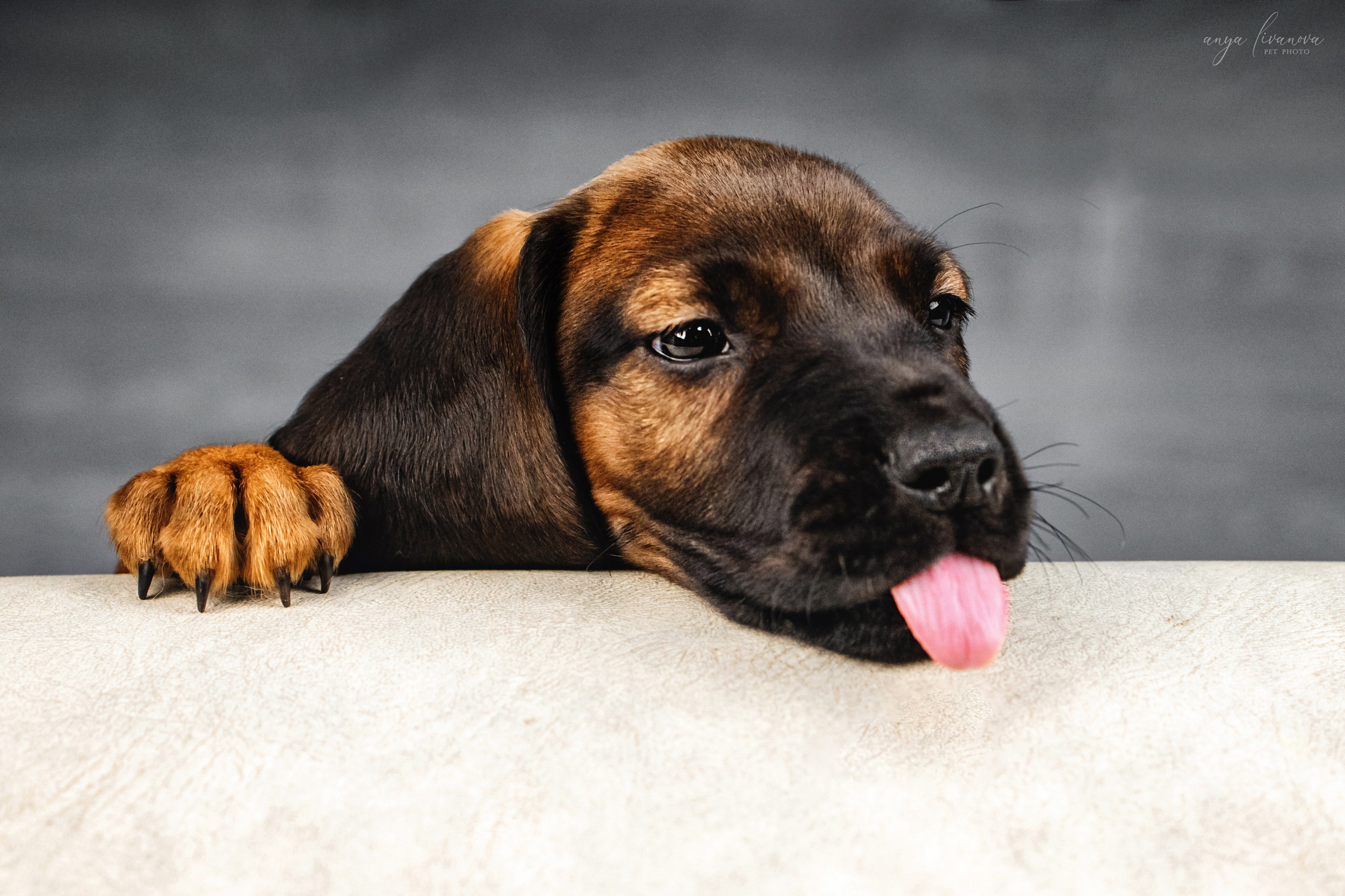 Баварки. Фотограф анималист Аня Ливанова | Рыбинск
