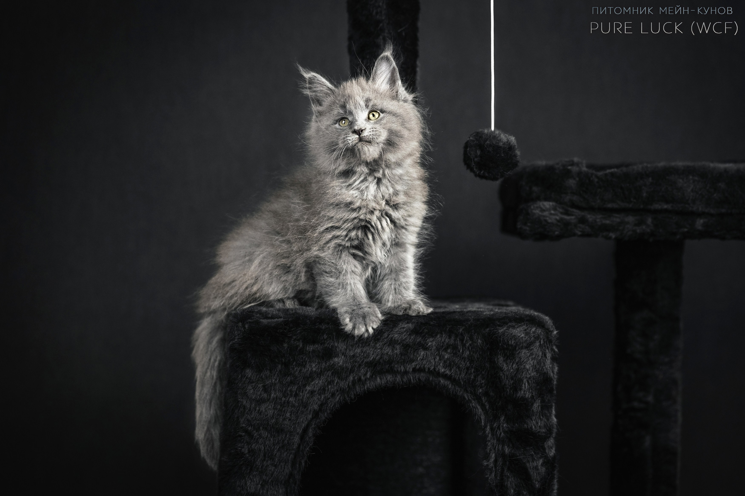 Куны. Фотограф анималист Аня Ливанова | Рыбинск