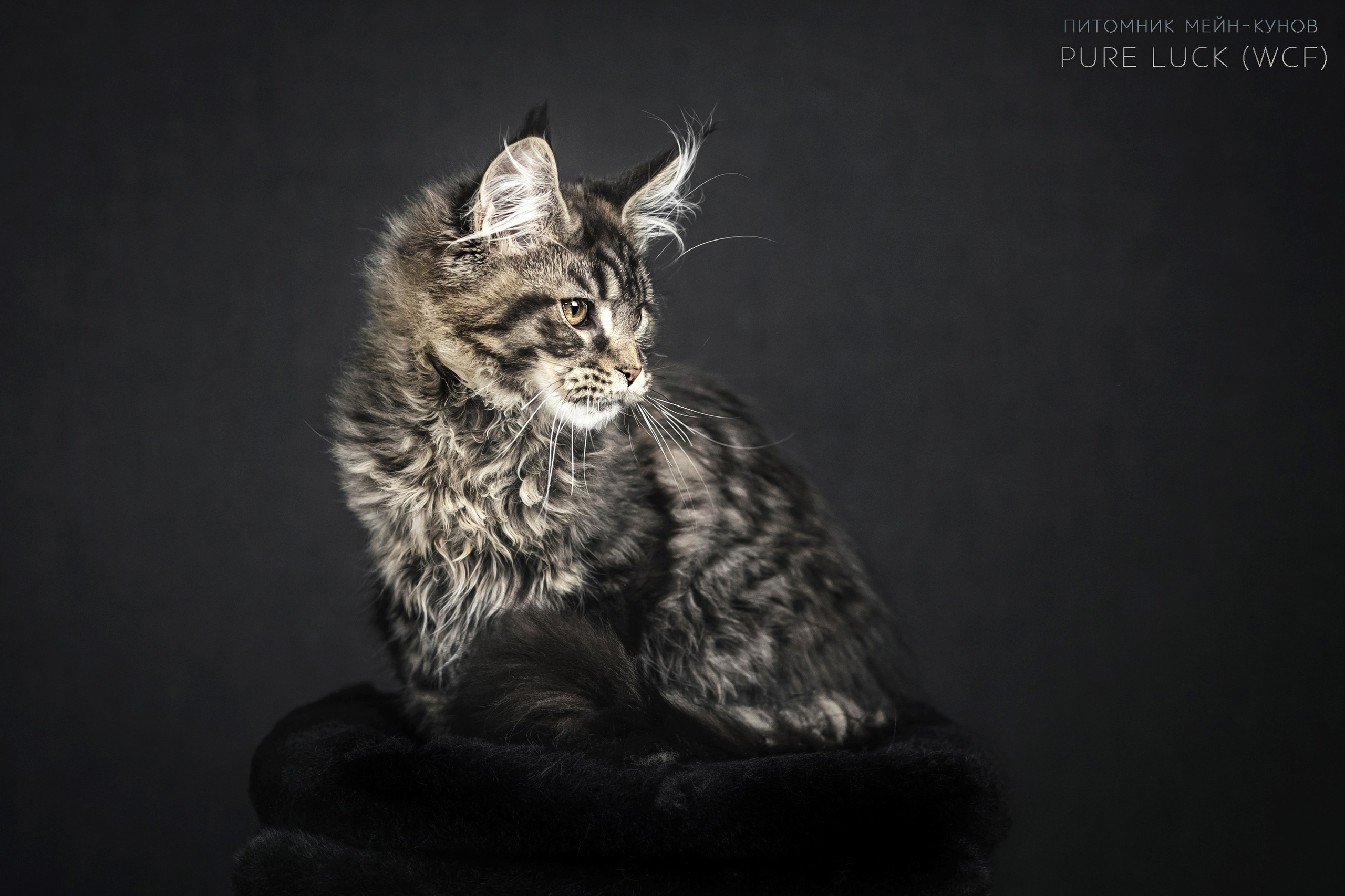 Куны. Фотограф анималист Аня Ливанова | Рыбинск