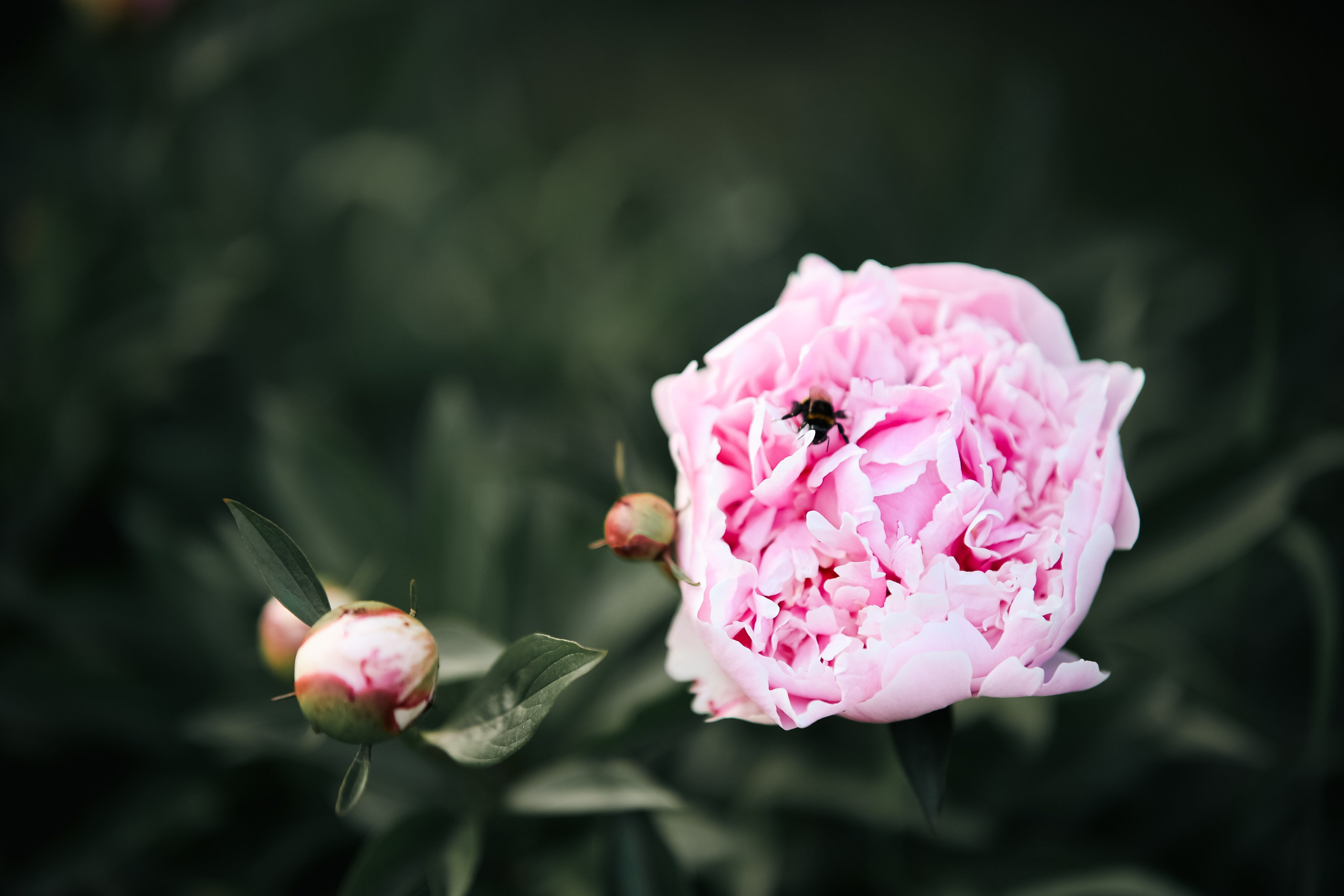 Фотодень. Фотограф, визажист. Москва