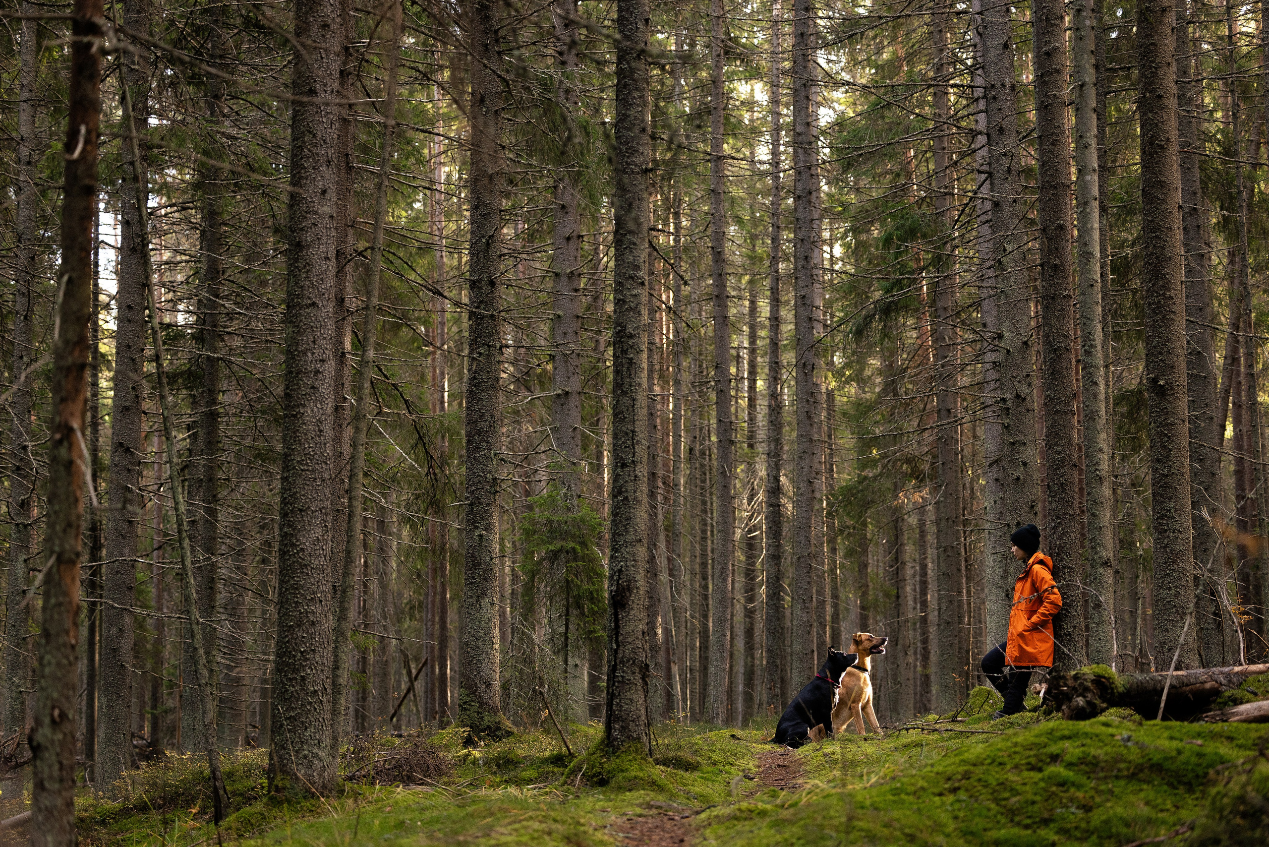 Karelia. Фотограф и видеограф анималист Аганина Дарья