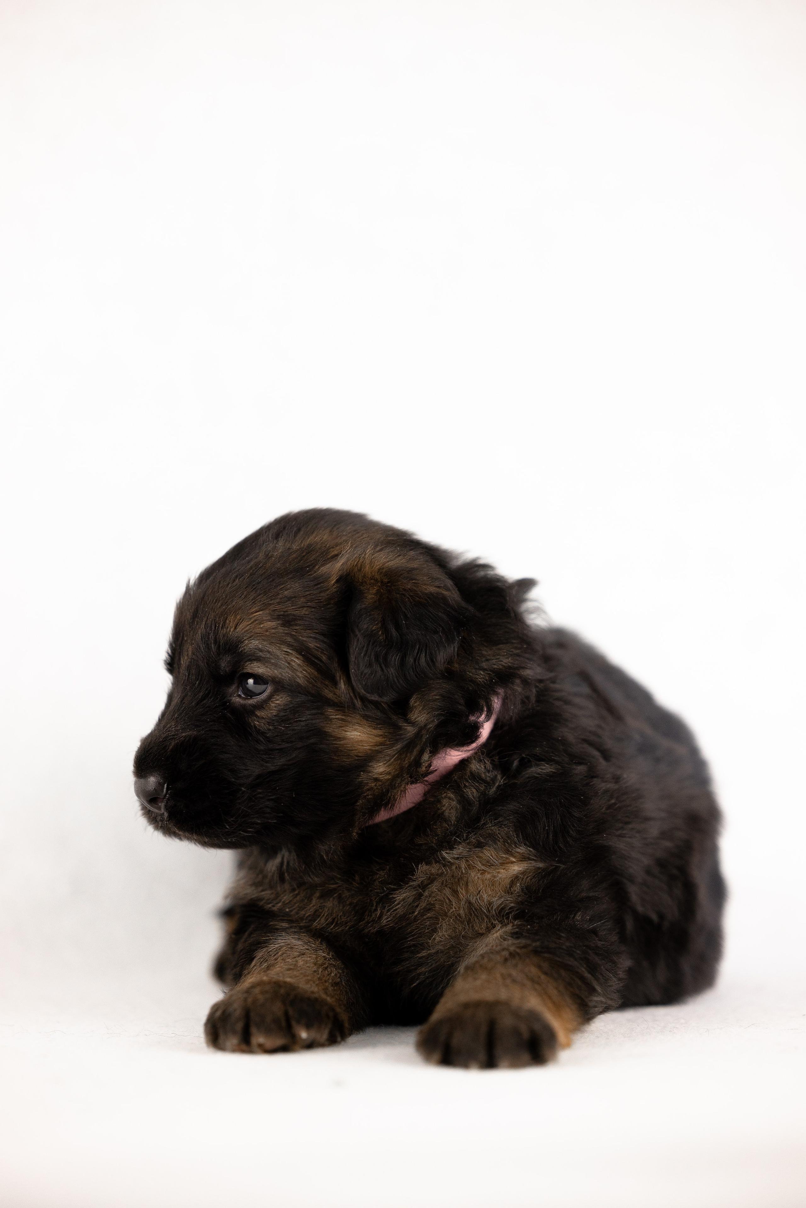 Немецкая овчарка. Фотограф и видеограф анималист Аганина Дарья