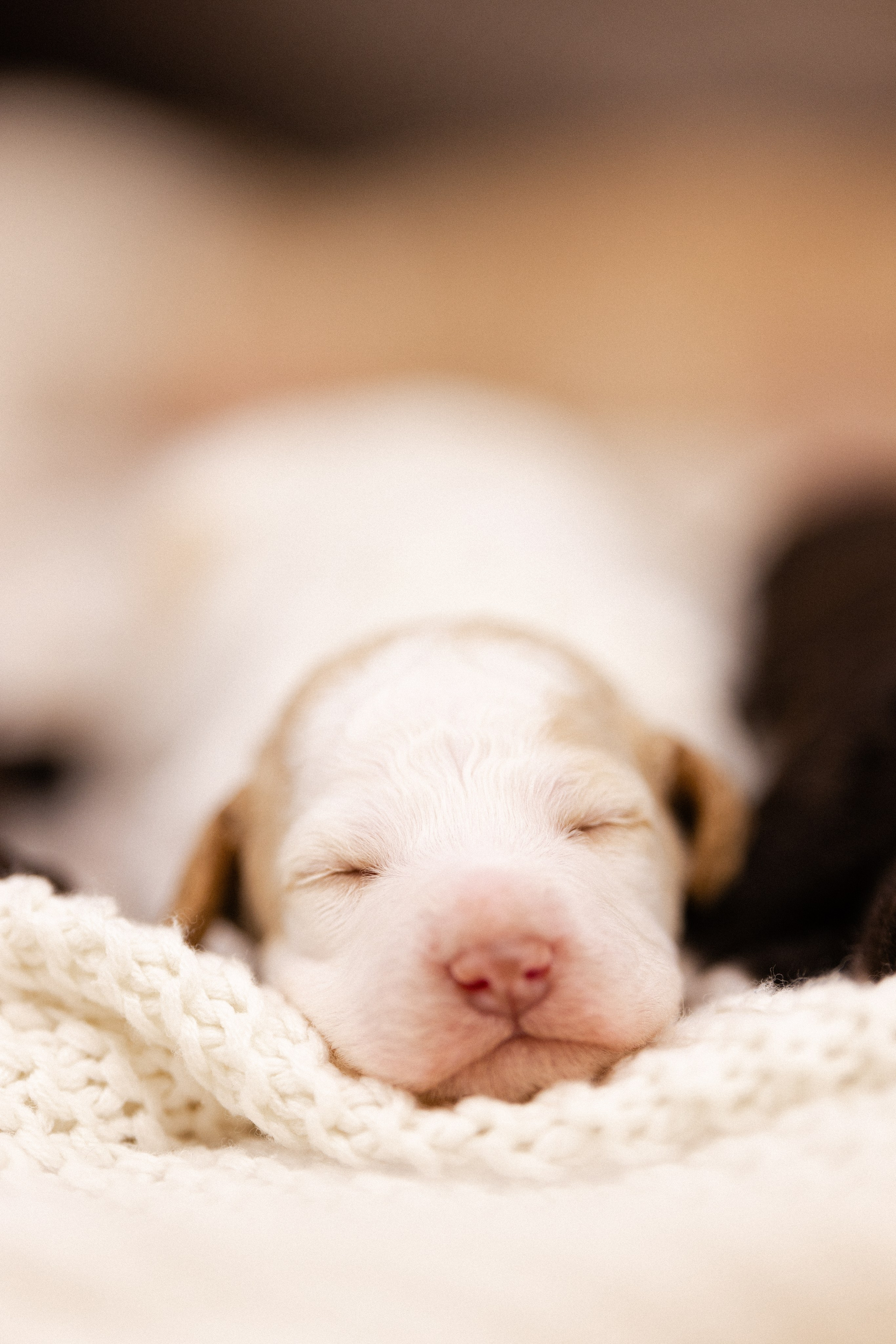 Лаготто Романьоло. Фотограф и видеограф анималист Аганина Дарья