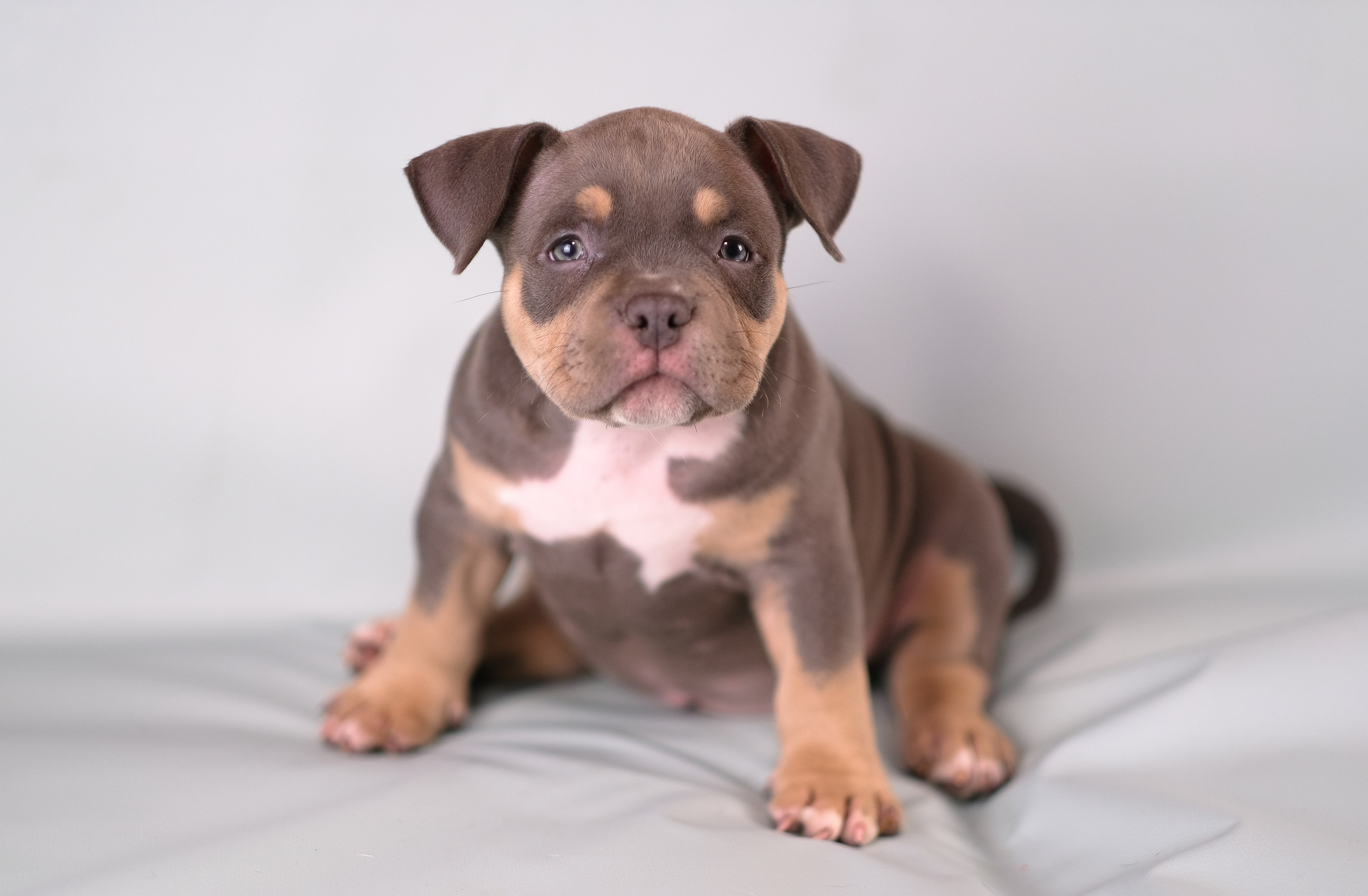 Американский Булли. Фотограф и видеограф анималист Аганина Дарья