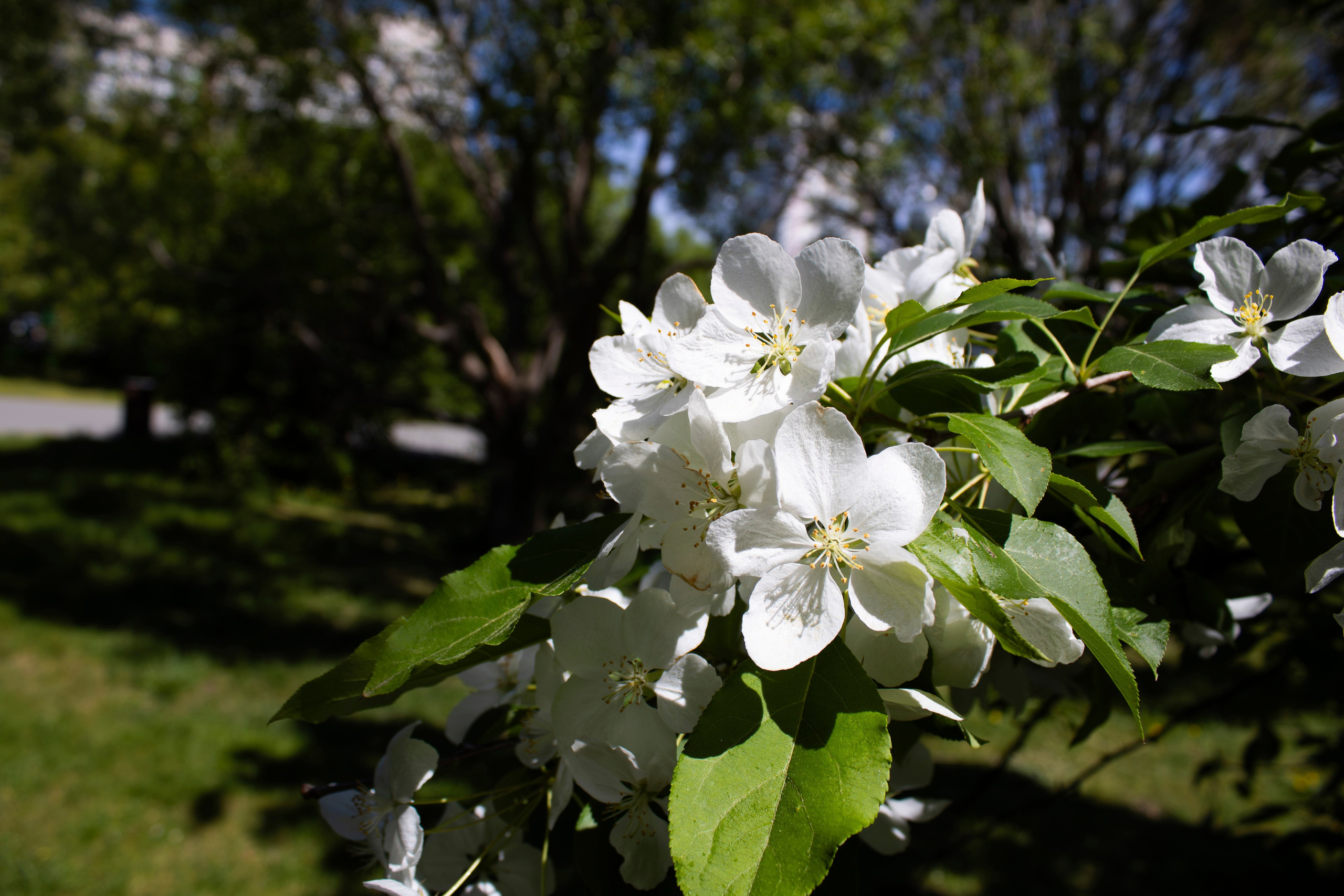 Дмитрий и Анастасия. Бутакова Елена фотограф в Екатеринбурге