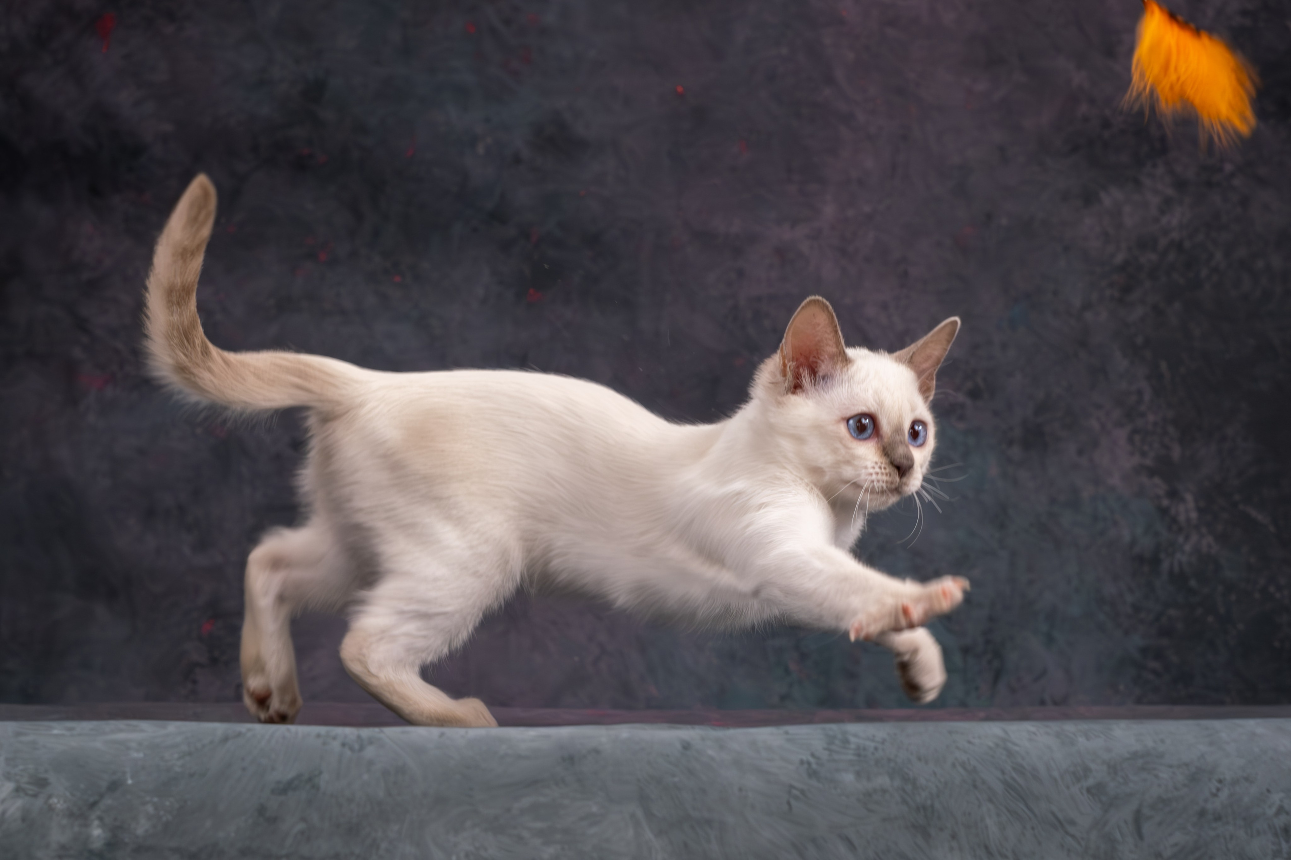 Тайские котята для Никиты и Ольги. Зоофотограф, фотограф животных в Москве и области Дина Дамоцева