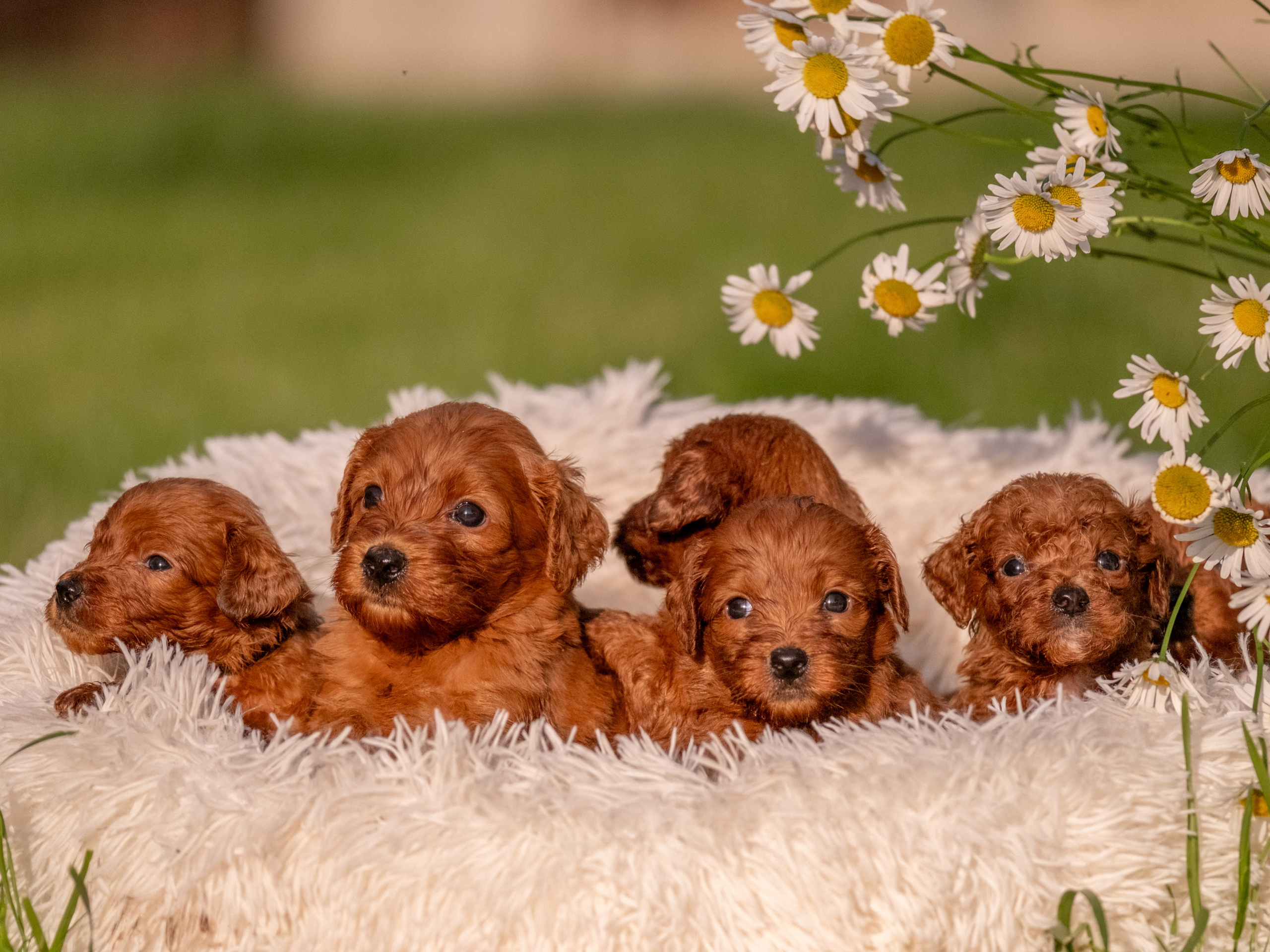 Неповторимые лабрадудли для Елены)