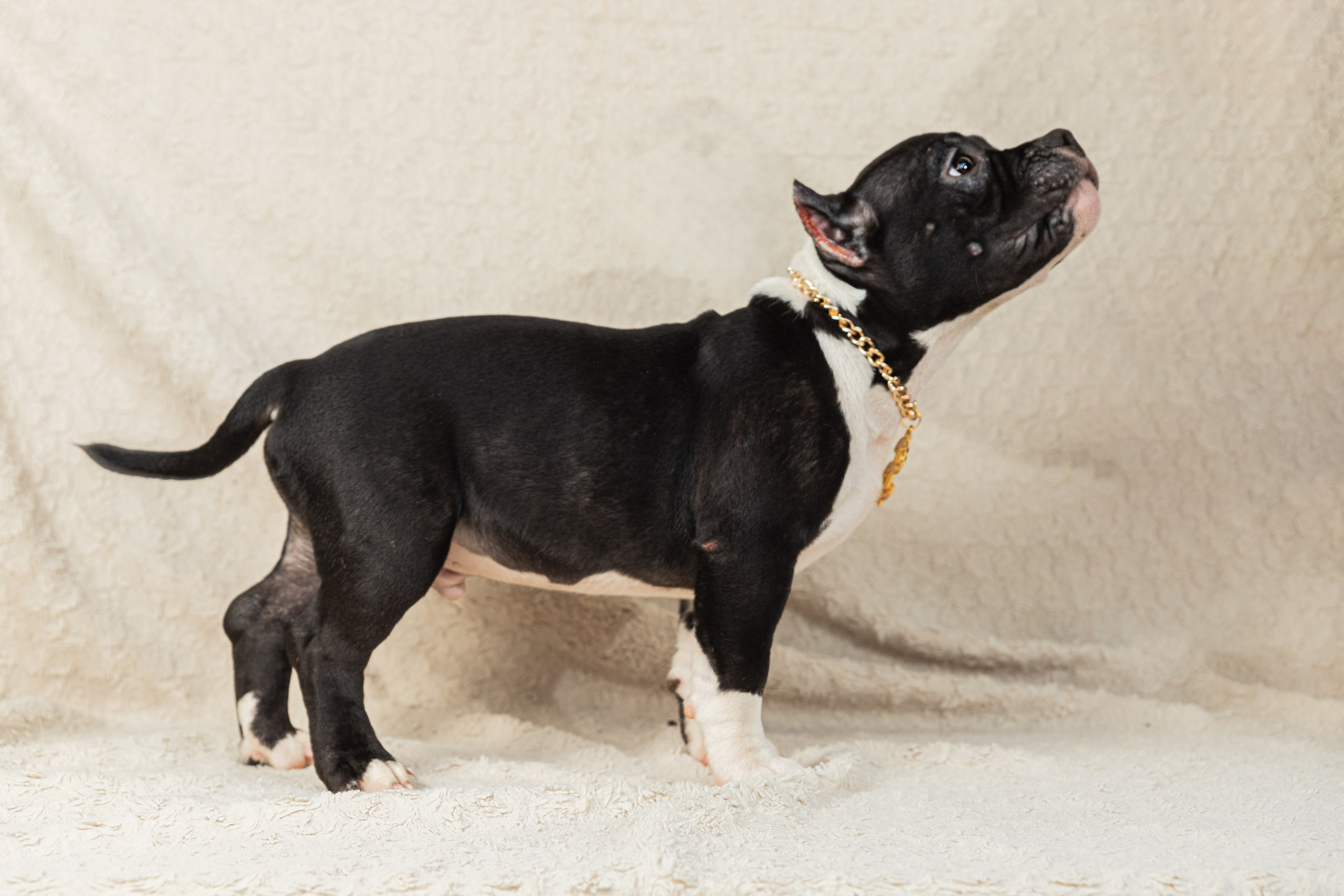 Фотосессия щенков на фонах. Фотограф собак в Краснодаре и Краснодарском крае Суковатых Евгений