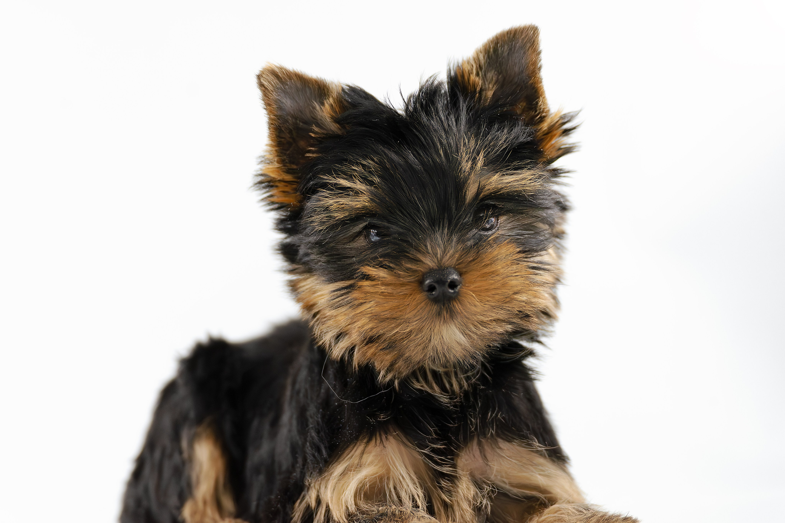 Щенки/котята. Фотограф-анималист Нижний Новгород