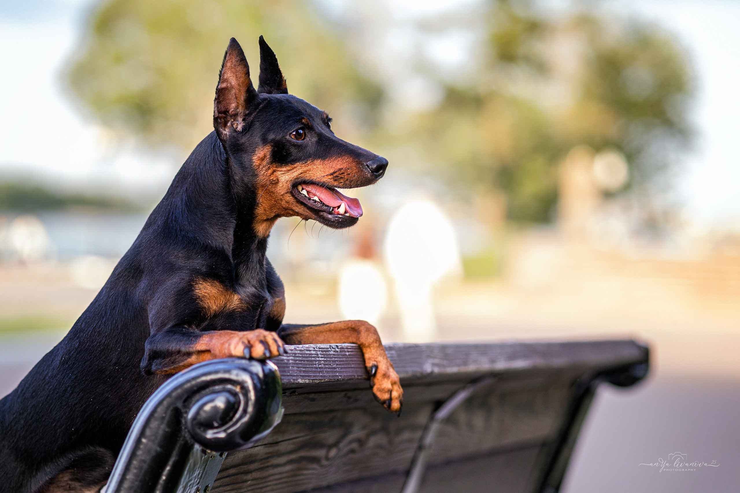 Буба. Фотограф анималист Аня Ливанова | Рыбинск
