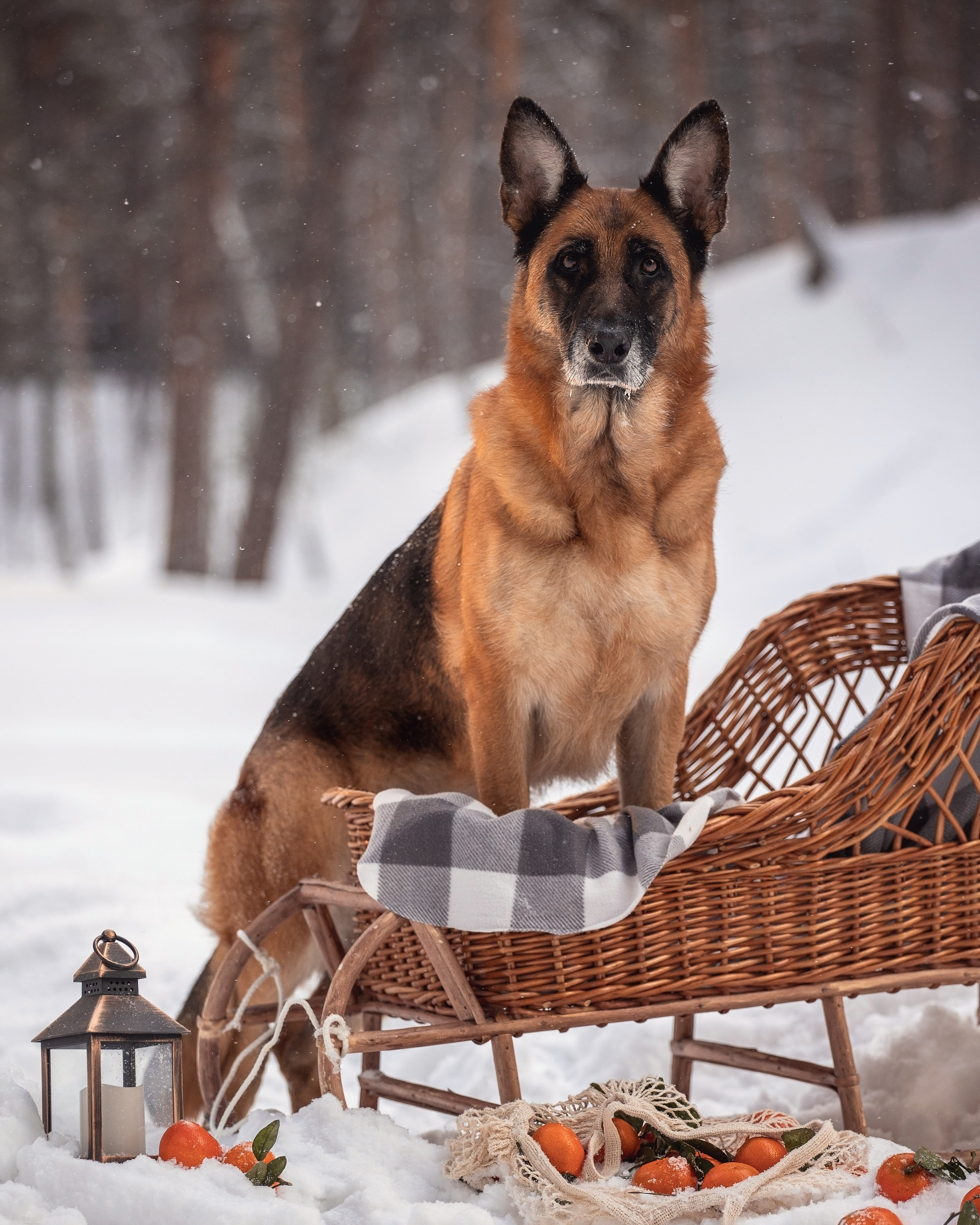 Полина и Фора. YULA KOLESOVA | Фотограф — Анималист | Художник | Тюмень